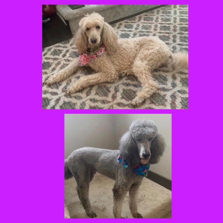 Poodle Rescue Adults for sale Omaha Nebraska Council Bluffs IA NE Iowa Silver Cream older looking for homes Devin's Purple Poodles