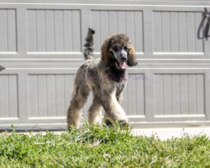 Brindle poodle puppy female devins purple poodles in Nebraska omaha puppies for sale