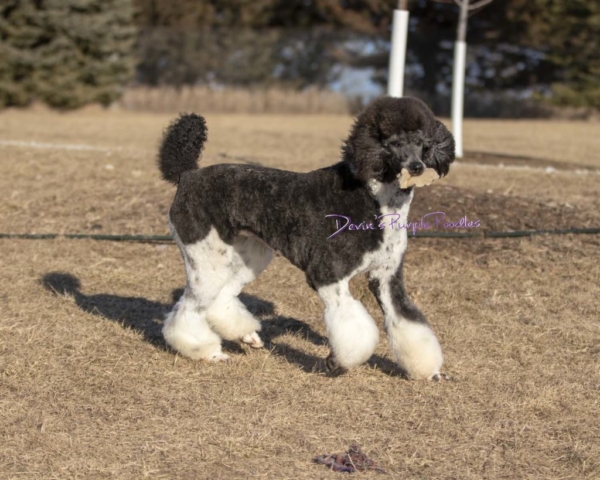 devins purple poodles for sale in nebraska female adult brindle