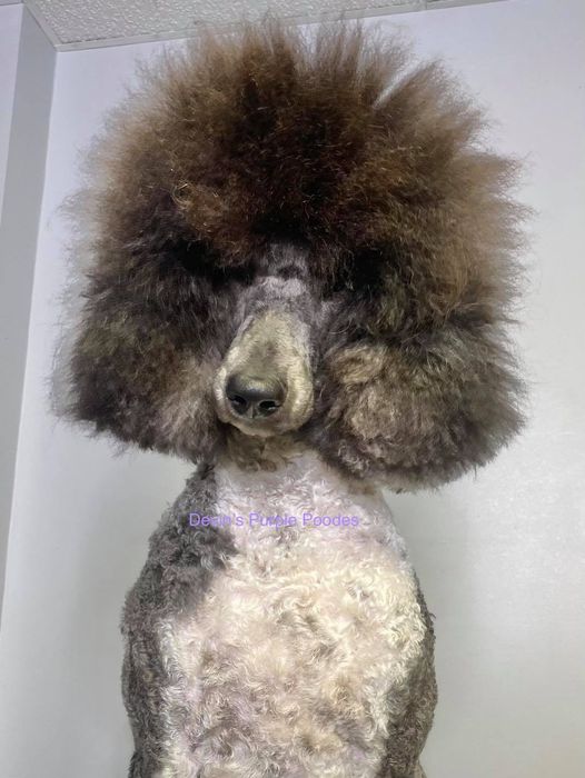 Brindle red apricot poodle sable phantom silver parti for sale in nebraska adult puppies blue 