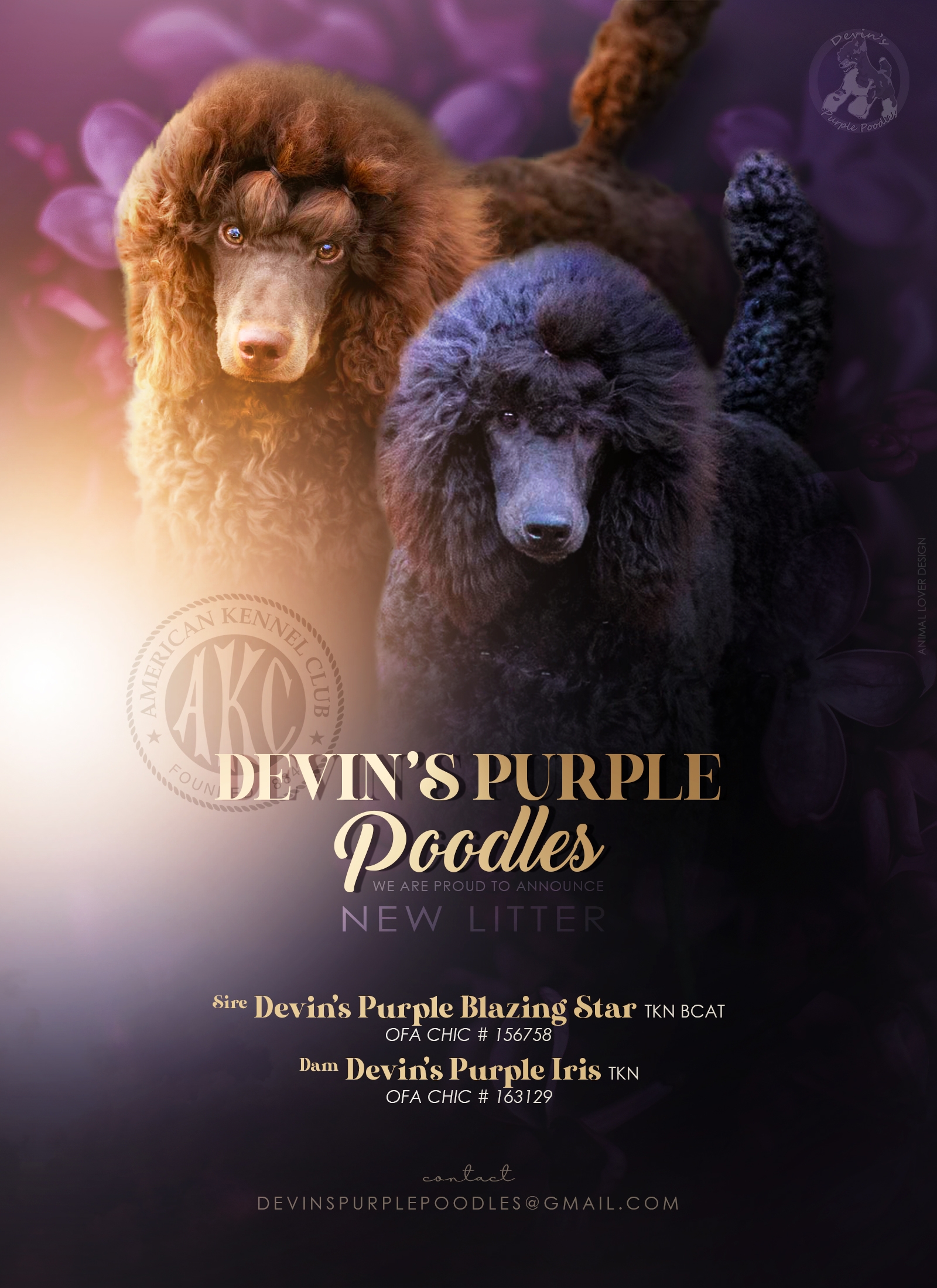 litter announcement phantom sable puppies for sale in nebraska parti miniature moyen small standard