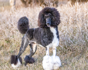 Brindle Parti Devin's Purple Poodles Nebraska puppies for sale Adult dog poodle