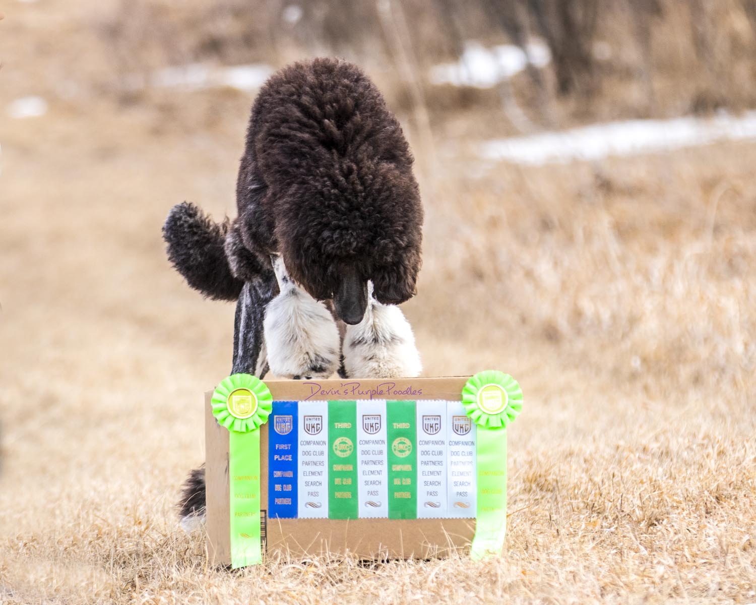 Brindle Parti Poodle Female Adult for sale in Nebraska Omaha Devin's Purple Poodles Multicolored UKC AKC Registered puppies 