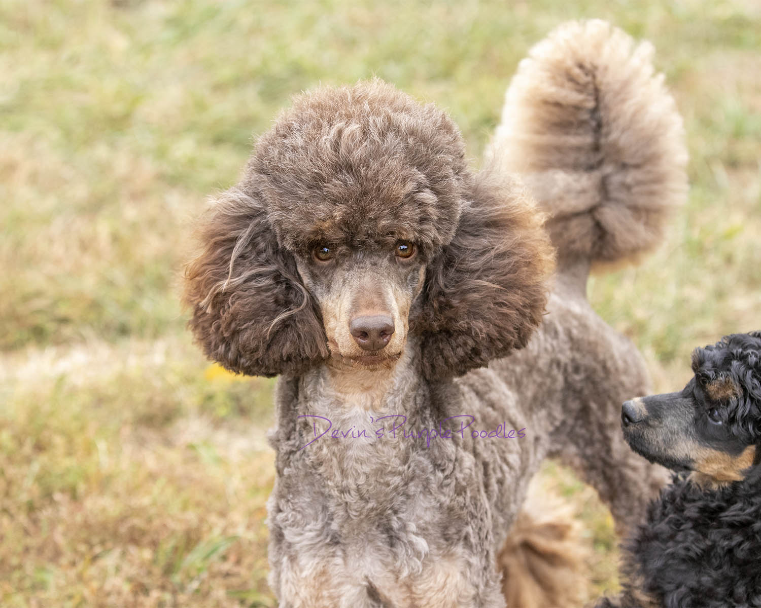 Brown Phantom moyen poodle in Nebraska for sale adult miniature poodle toy rescue dog puppies Standard miami clip groom 