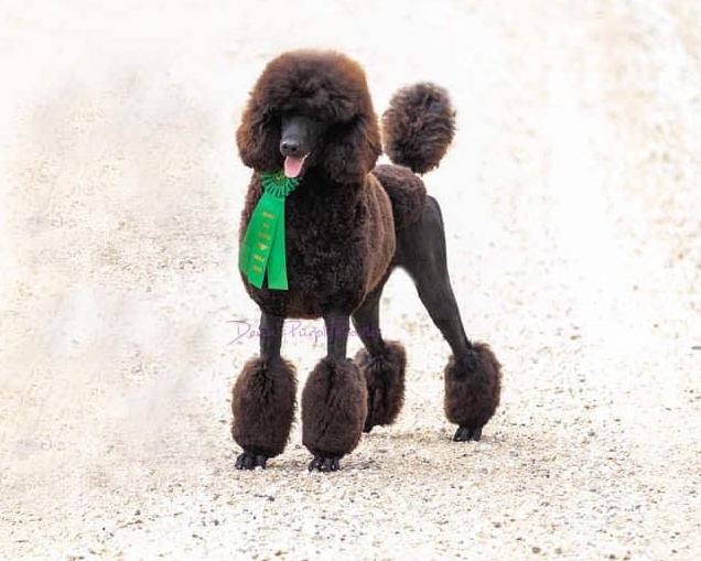 Brown Phantom moyen poodle in Nebraska for sale adult miniature poodle toy rescue dog puppies Standard miami clip groom 