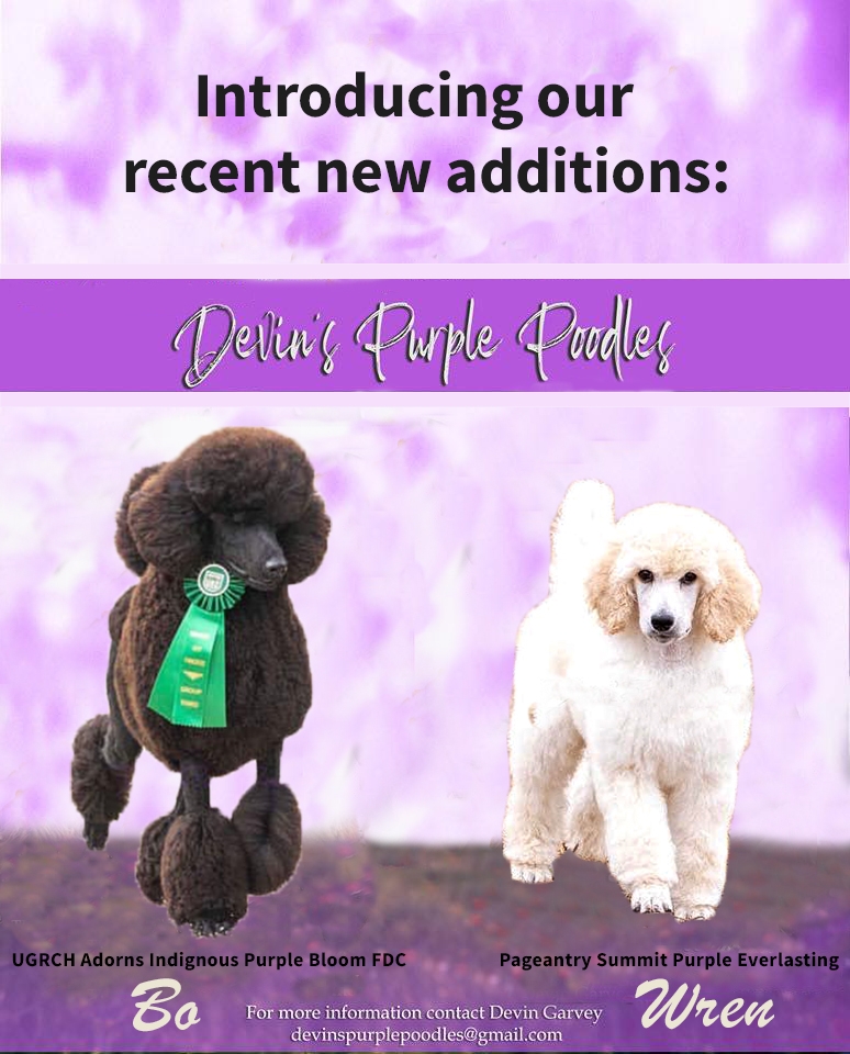 Home Devin S Purple Poodles Ers