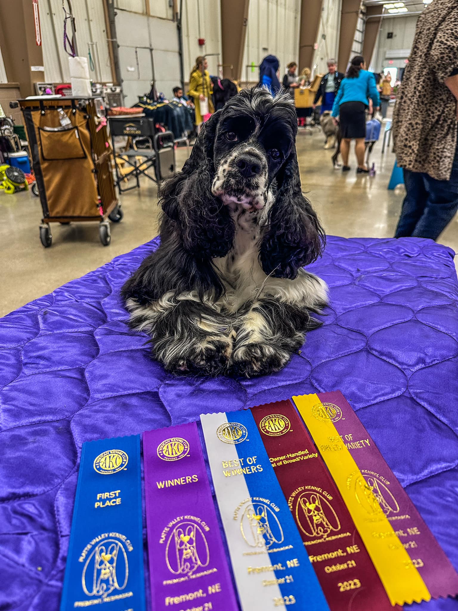 Devins purple cockers American Cocker Parti show akc ukc puppies for sale in Nebraska ethical breeder ofa health tested Omaha Blair 