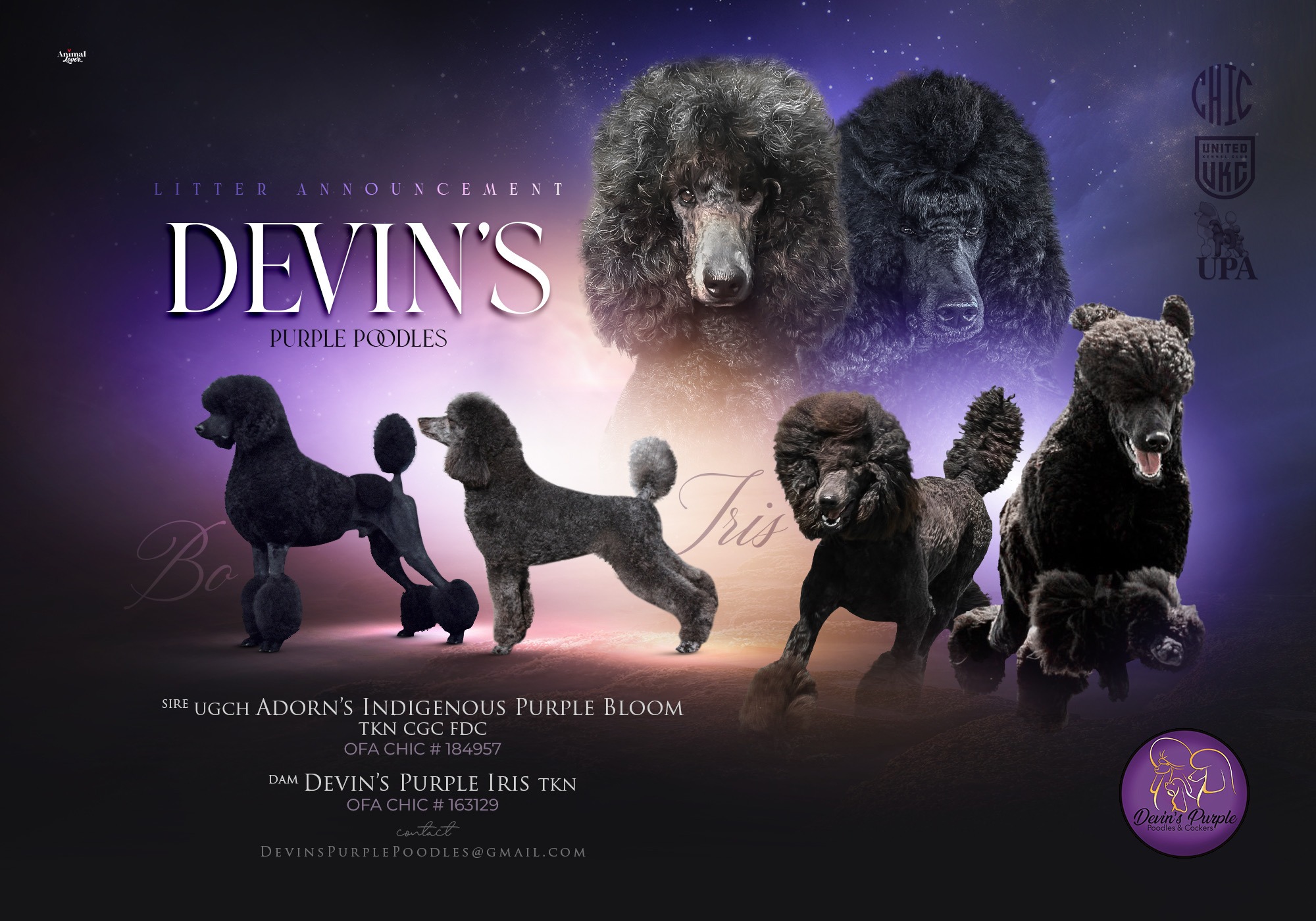 Devins Purple Poodles Puppies For sale in Nebraska ofa health tested sable poodle rescue adult litter show dog akc ukc registered black abstract solid Omaha