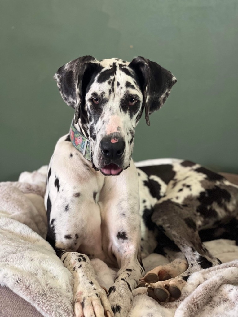 Great Dane in Nebraska rescue adult for sale harlequin female 