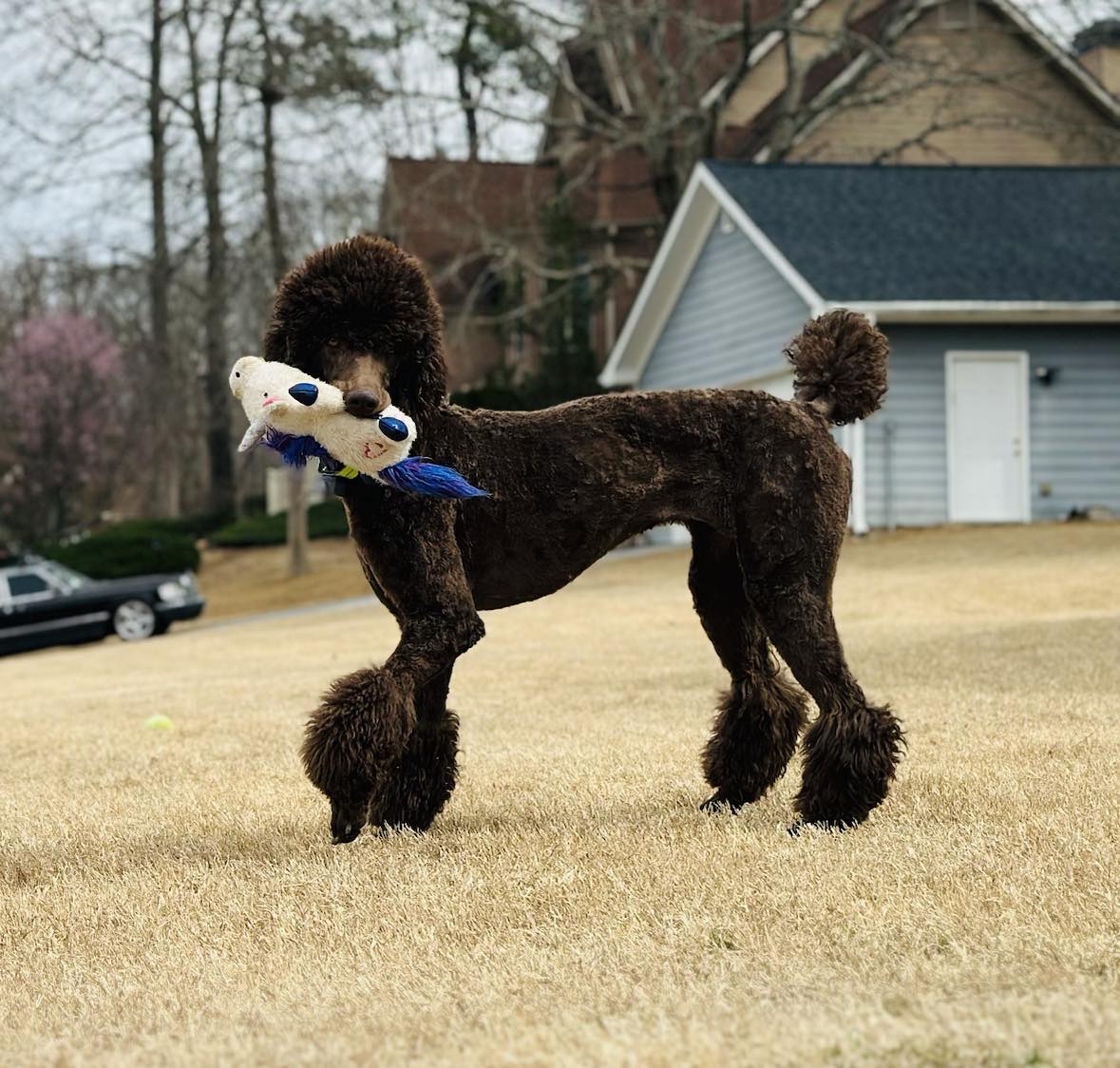 Brown poodle money small standard rescue dog poodle