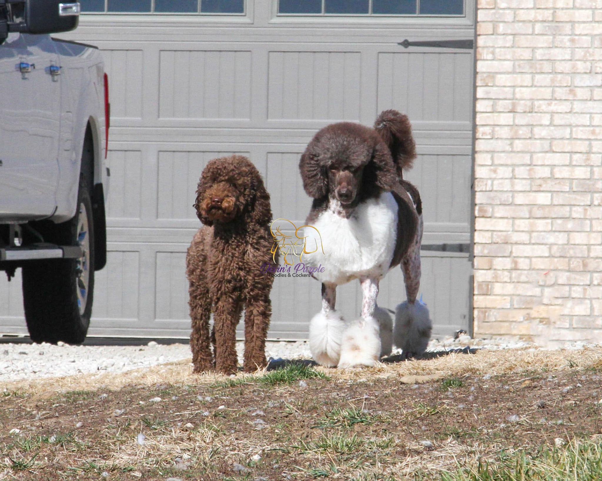 Devin's Purple Poodles Dogs for sale in Nebraska  poodles adults puppies parti party poodle rescue 