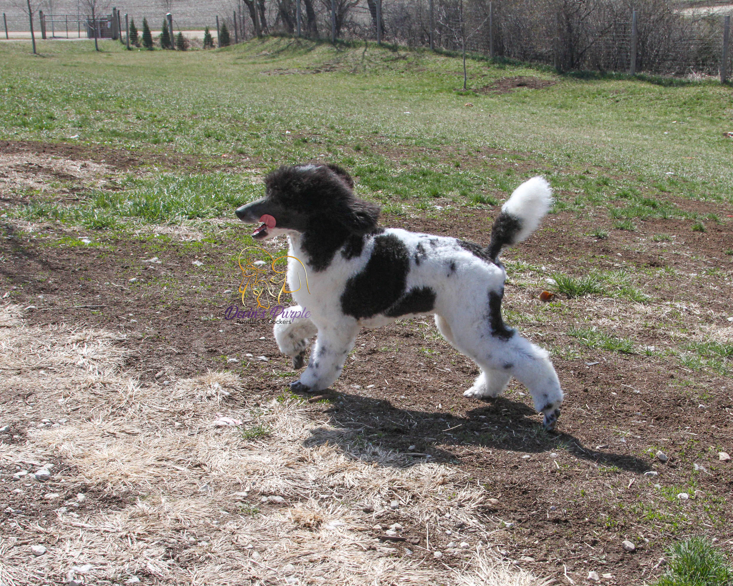 devins purple poodles for sale in Nebraska standard mini toy adopt parti 