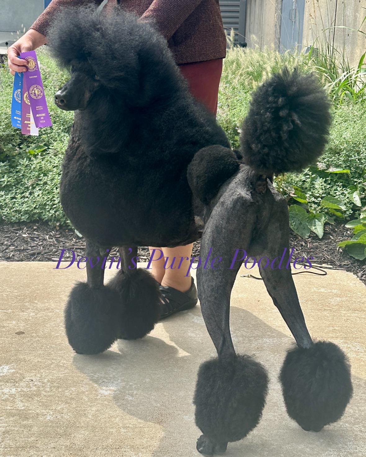 Devins Purple Poodles Nebraska puppies for sale Standard Mini toy black parti continental 