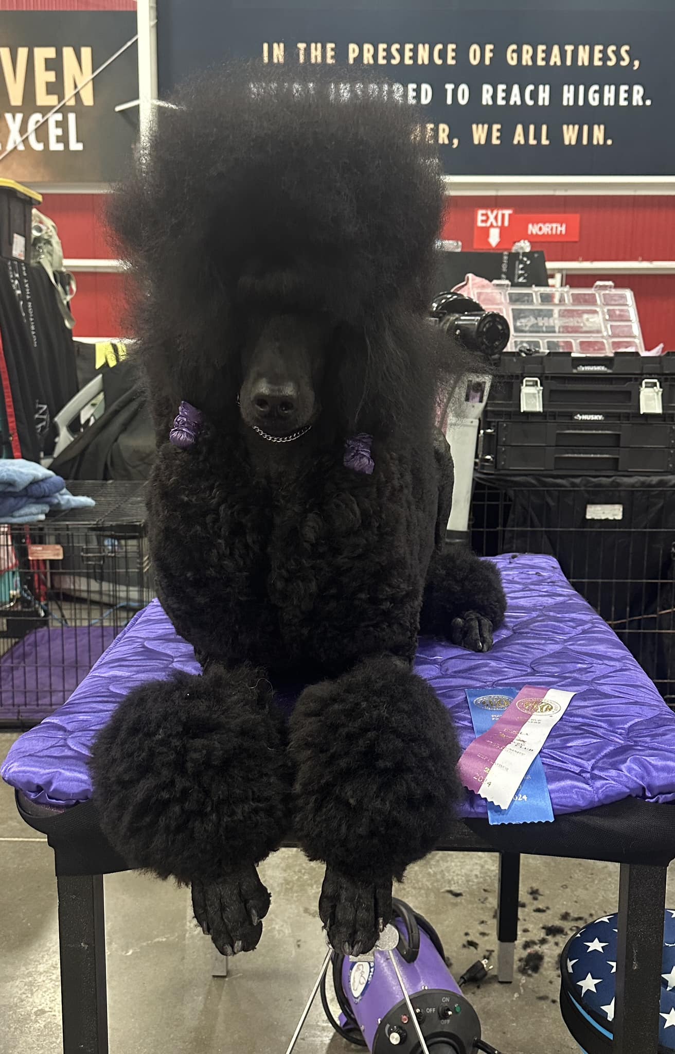 Brown Phantom miniature poodle  for sale in Nebraska puppies toy adult standard rescue dog ukc aka poodles conformation  moyen 