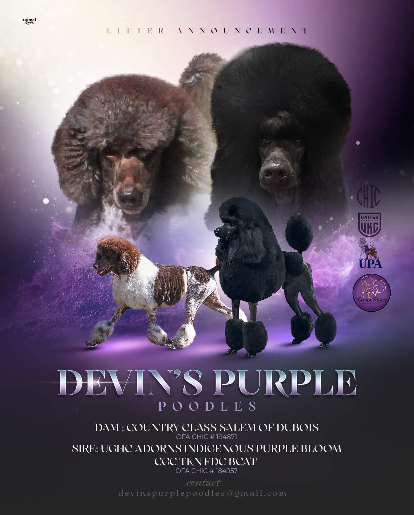 Devin's Purple Poodles, Small Standard poodle For sale in Nebraska puppies adults toy mini rescue parti solid blue black brown sable