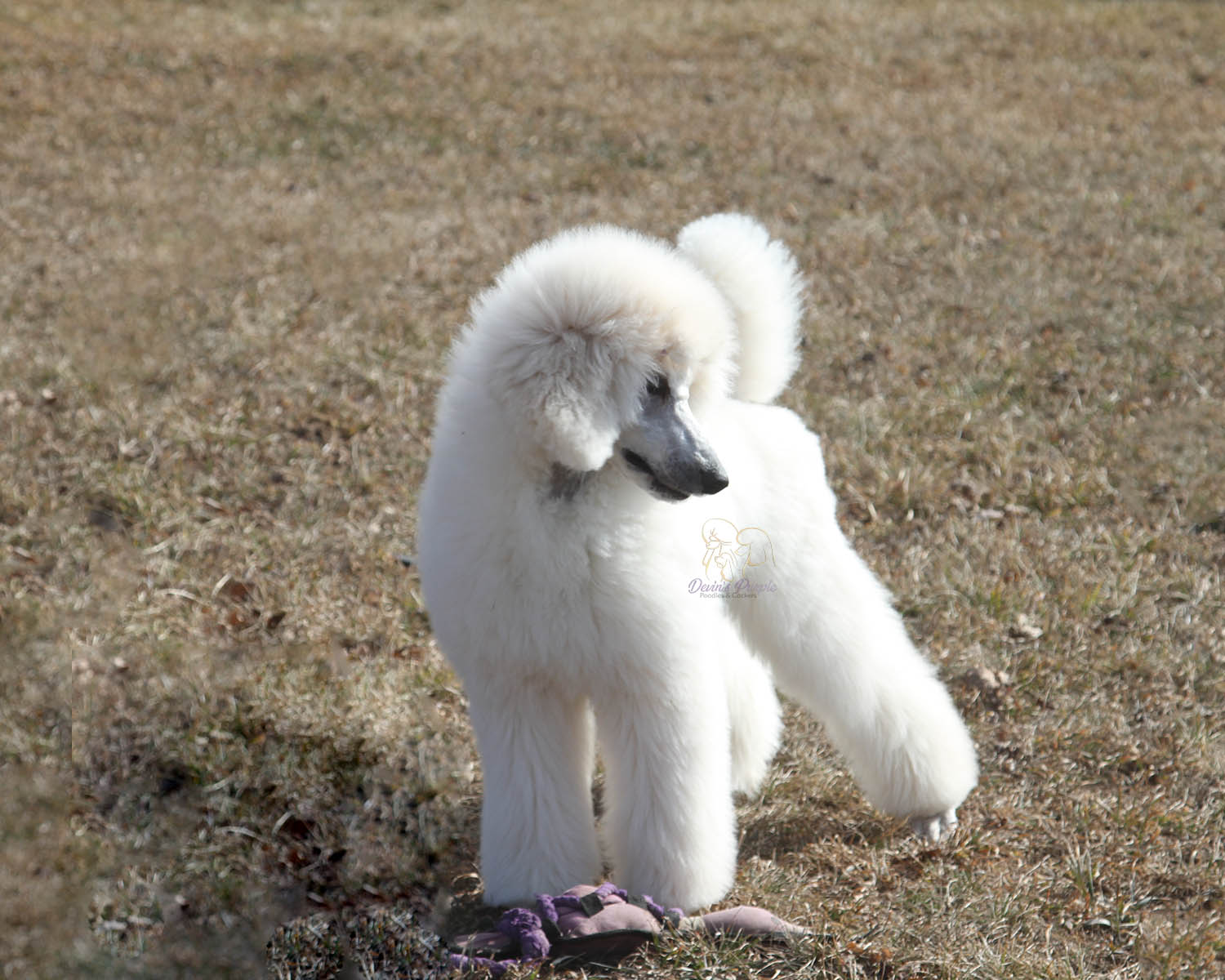 Devins Purple Poodles white poodle Nebraska Omaha local standard mini 