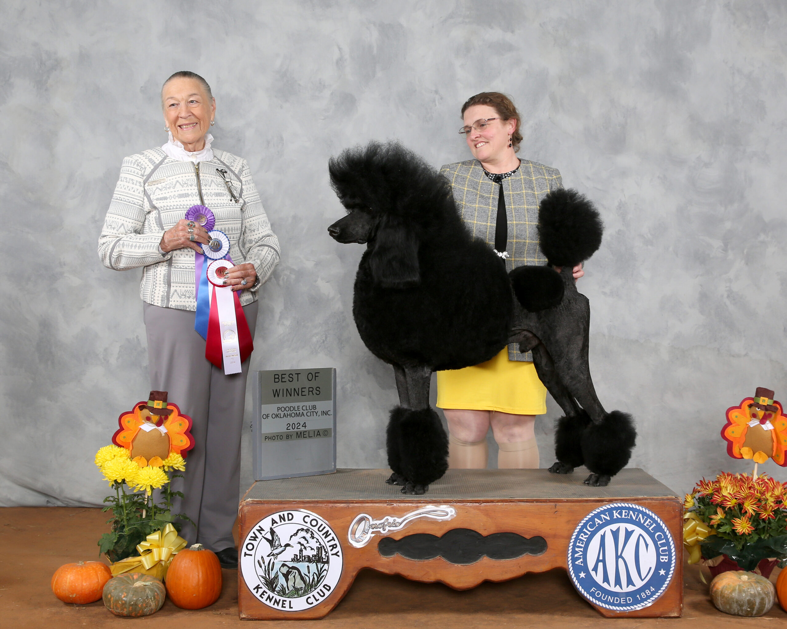 Devins Purple Poodles, Black Standard Poodle for sale Nebraska Mini toy rescue adopt buy parti sable akc conformation Champion lines 