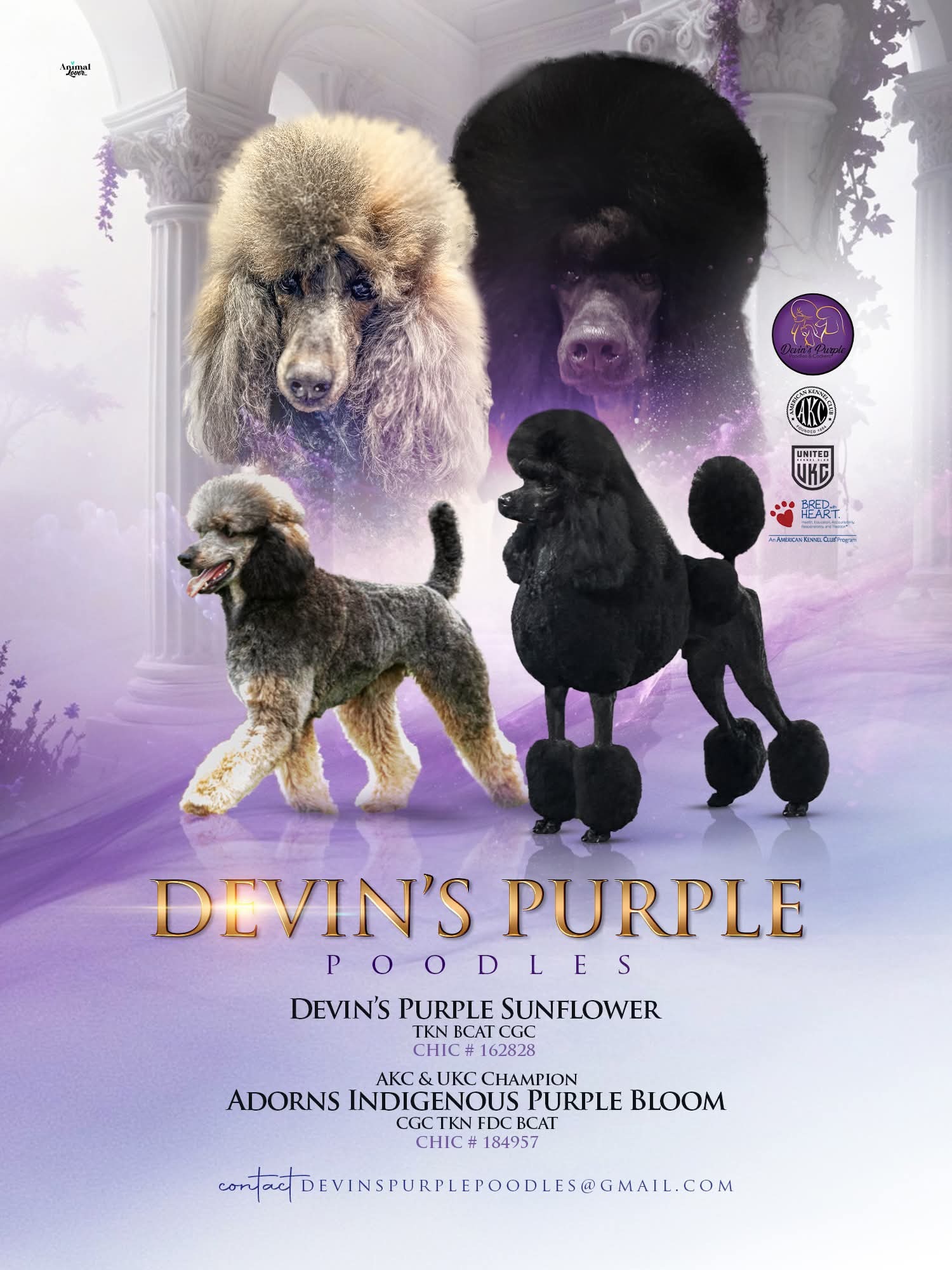 Devins Purple Poodles puppies for sale in Nebraska standard mini toy adult adopt don't shop litter announment Parti sable black blue 