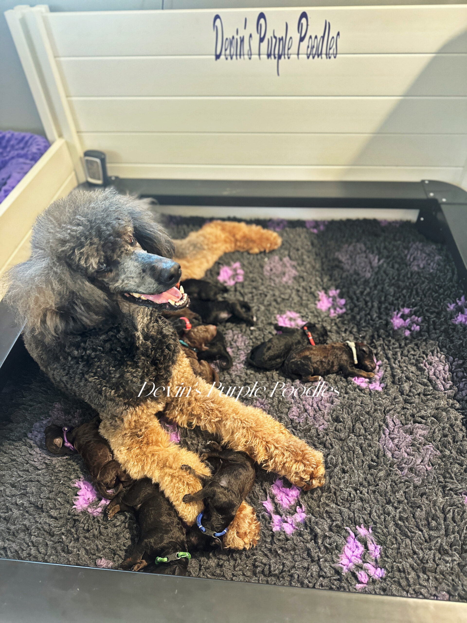 Devins Purple Poodles Poodles for sale Omaha Nebraska Fort Calhoun Red Sable puppies puppy reputable breeder health tested moyen small standard Klein 