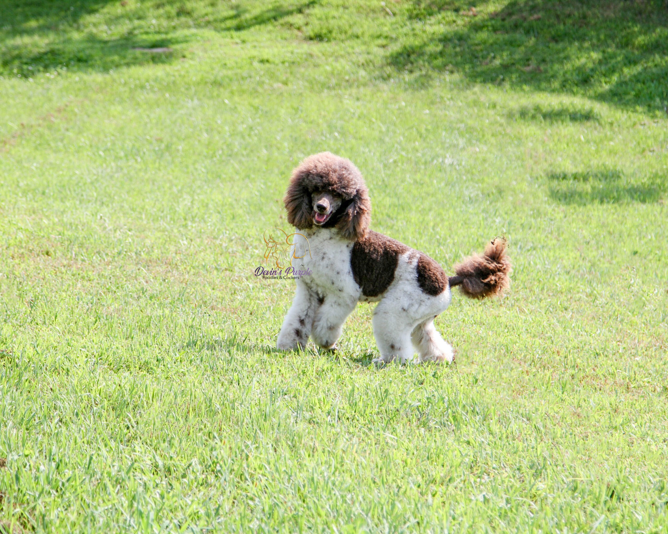 devins purple poodles for sale in Nebraska standard mini toy adopt parti 