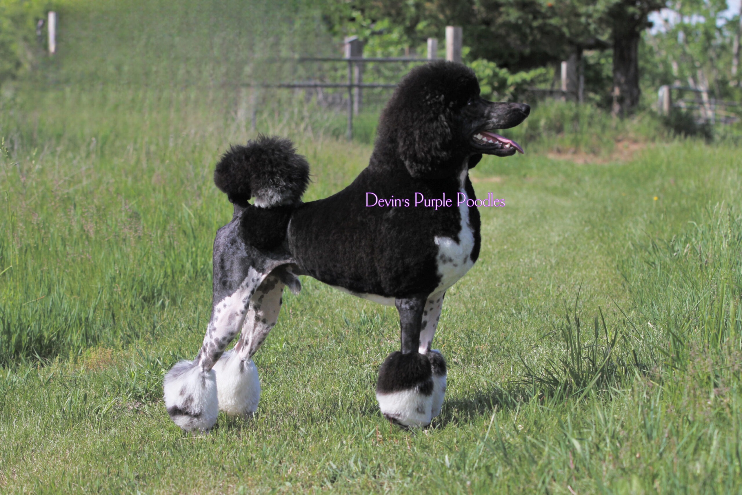 Brown Phantom miniature poodle  for sale in Nebraska puppies toy adult standard rescue dog ukc aka poodles conformation  moyen 