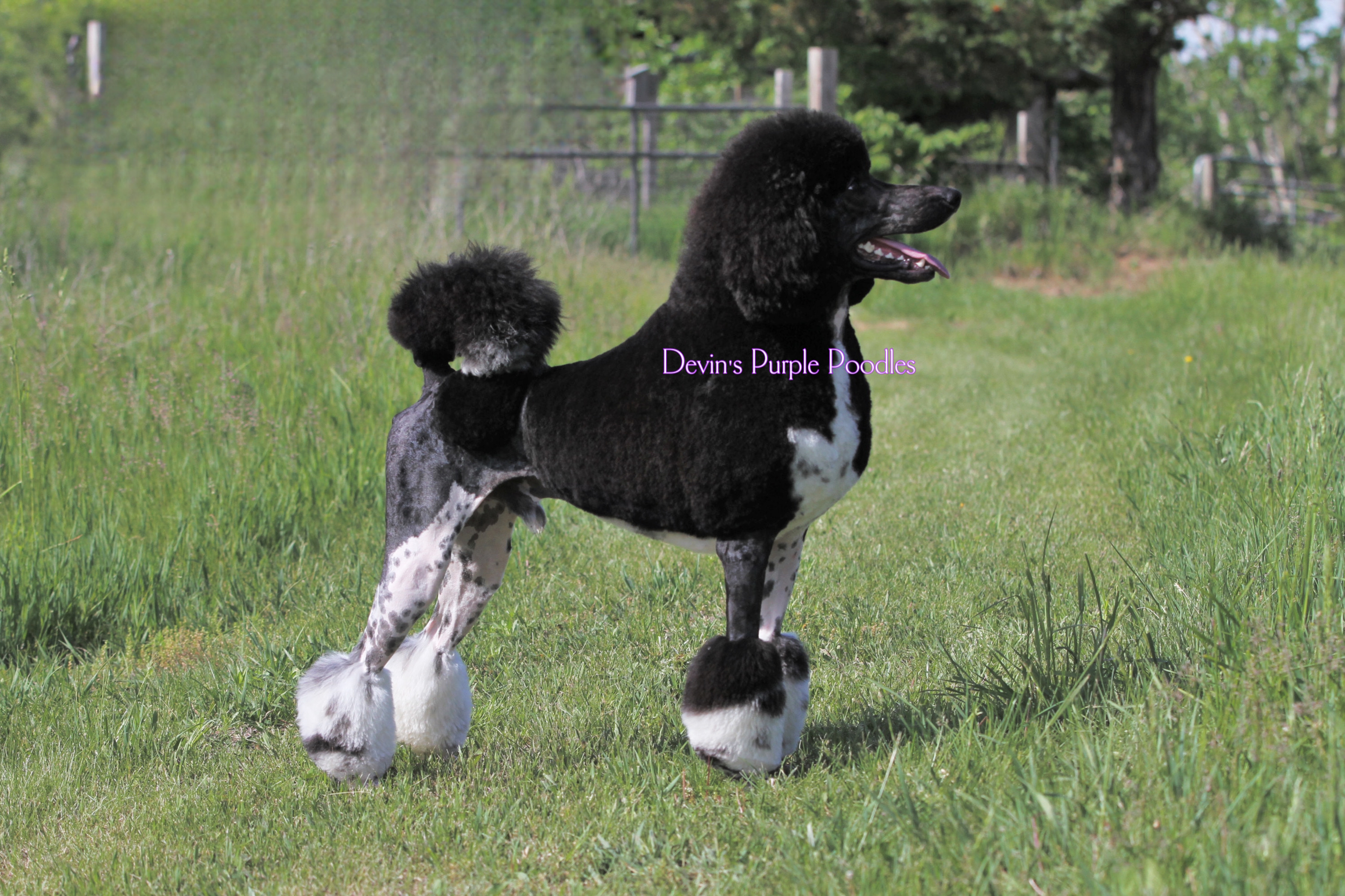 Devins Purple Poodles standard small toy puppies in Nebraska red sable litter adopt don't shop breeder stud