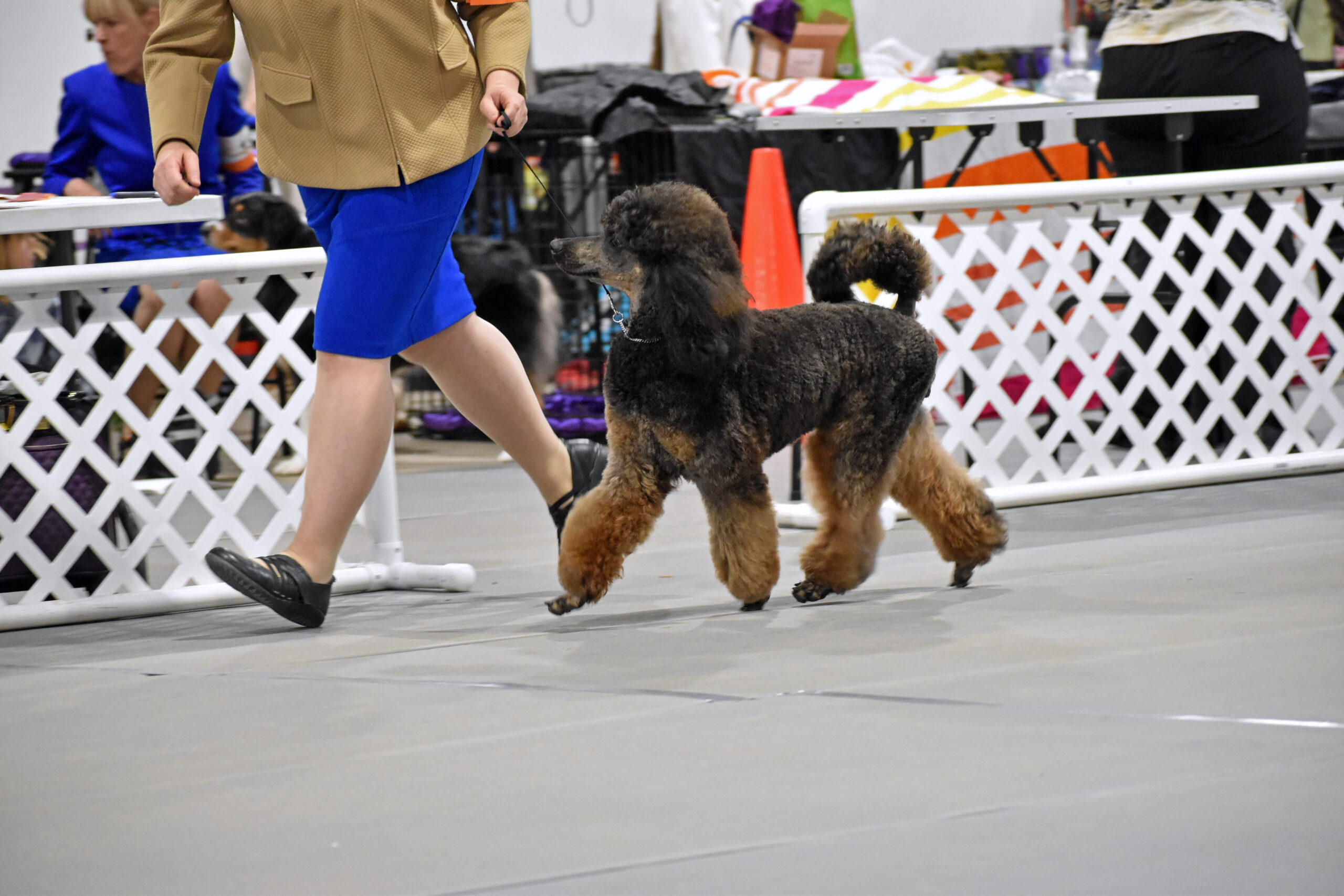 Devins Purple Poodles for sale in Nebraska mini poodle puppies sable small standard moyen klien 