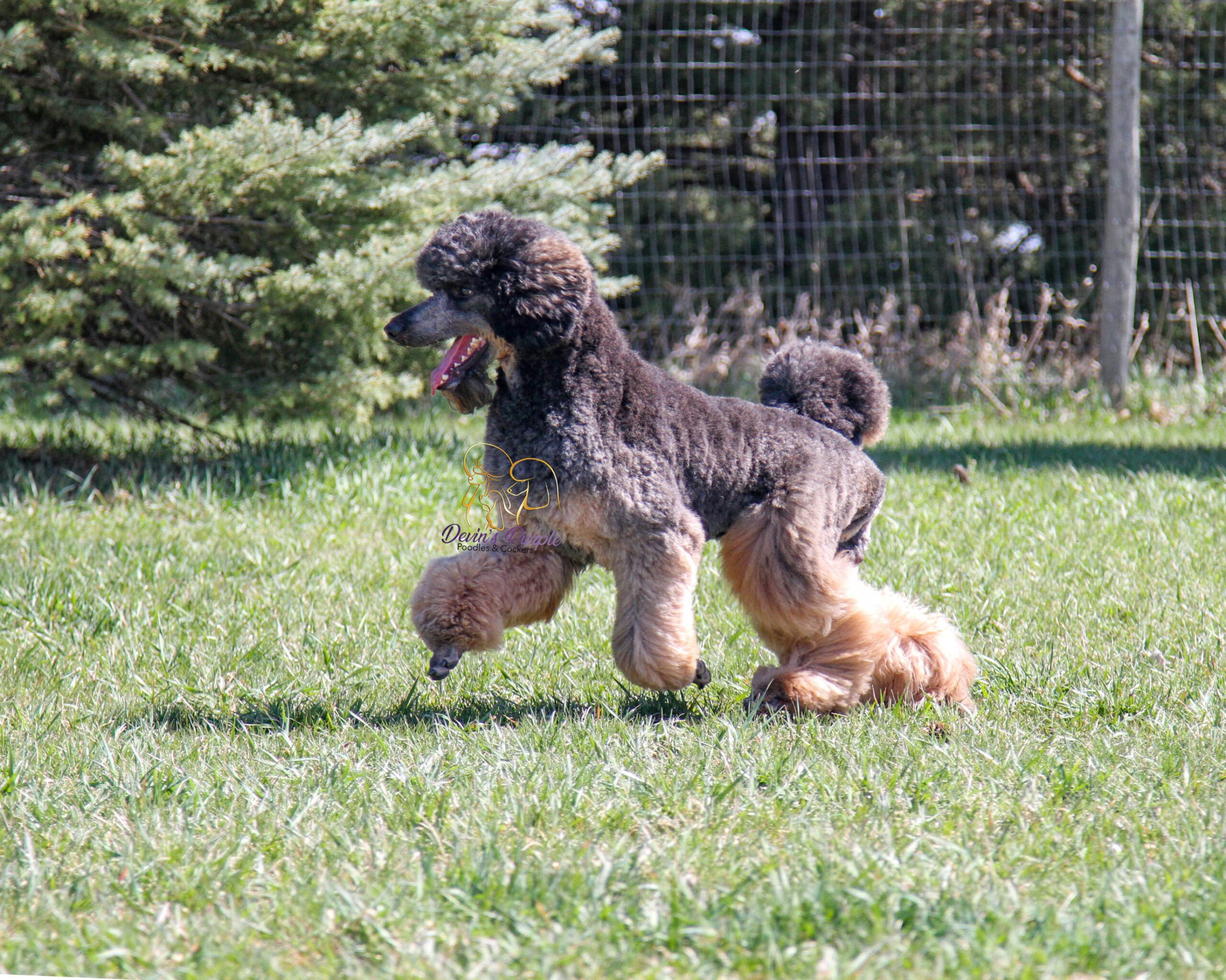 OFA eye test CHIC number poodle testing Devins purple poodles in Nebraska health tested