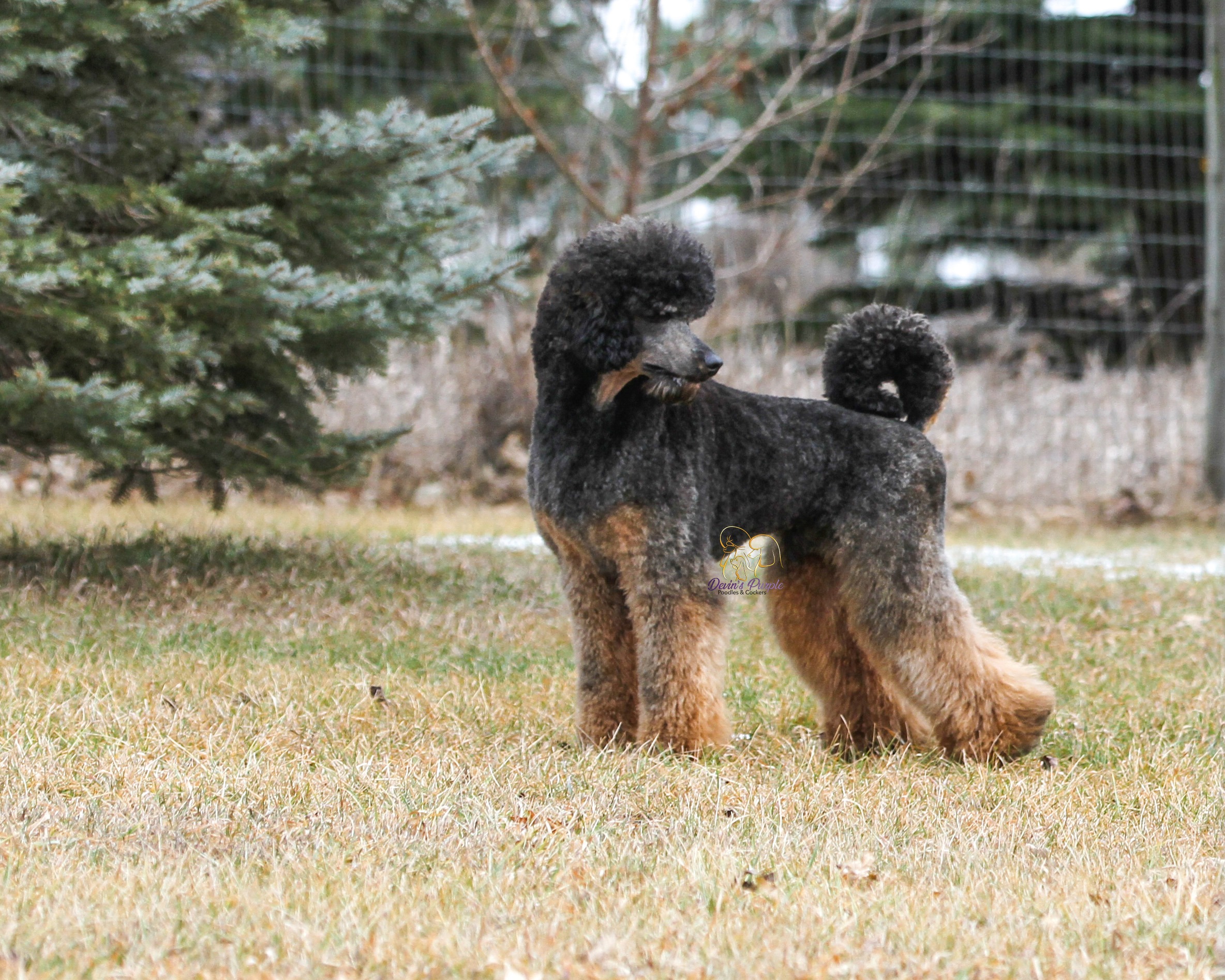 Devins Purple Poodles standard small toy puppies in Nebraska red sable litter adopt don't shop breeder stud