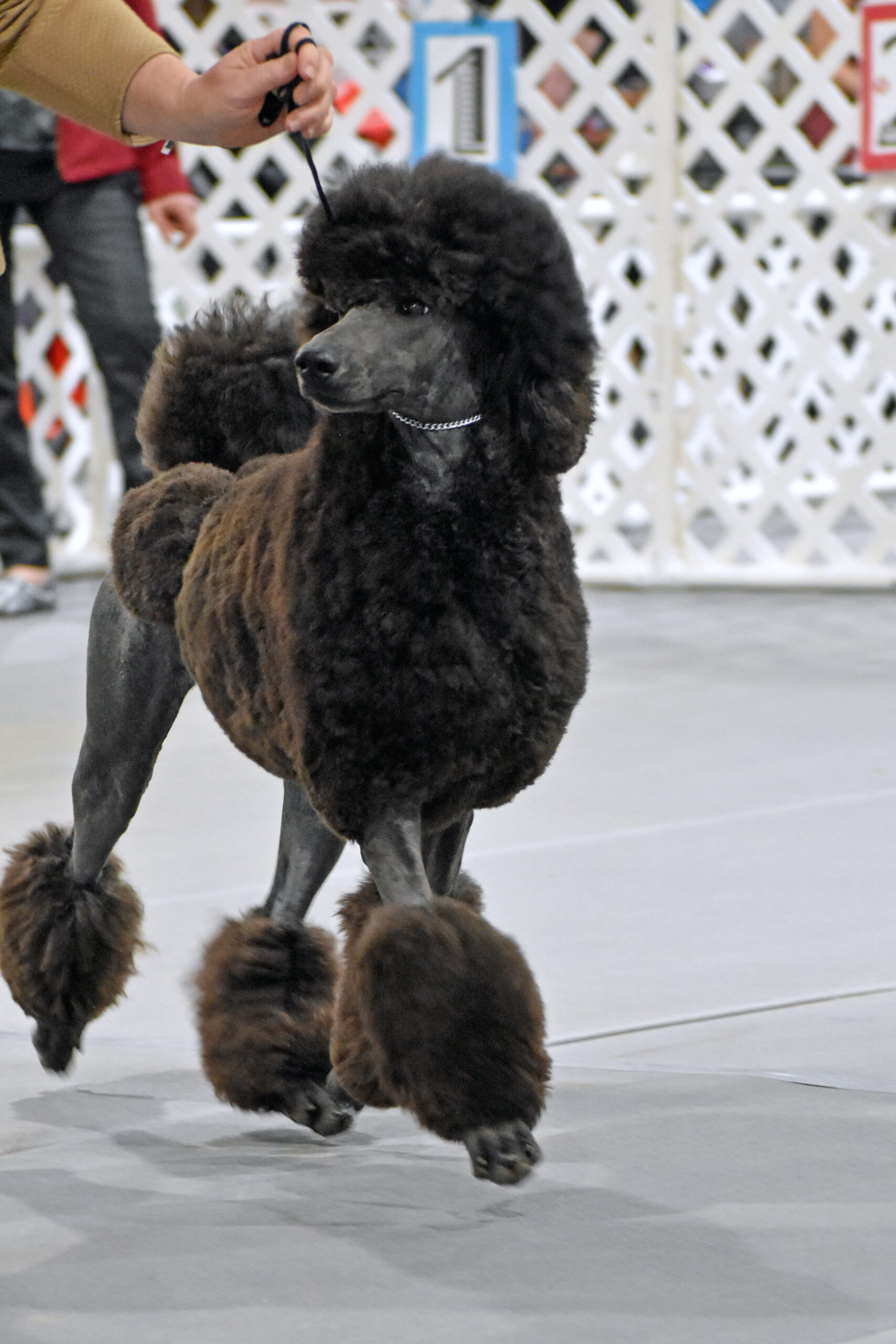 devins purple poodles for sale in Nebraska blue poodle show dog breeder puppies 