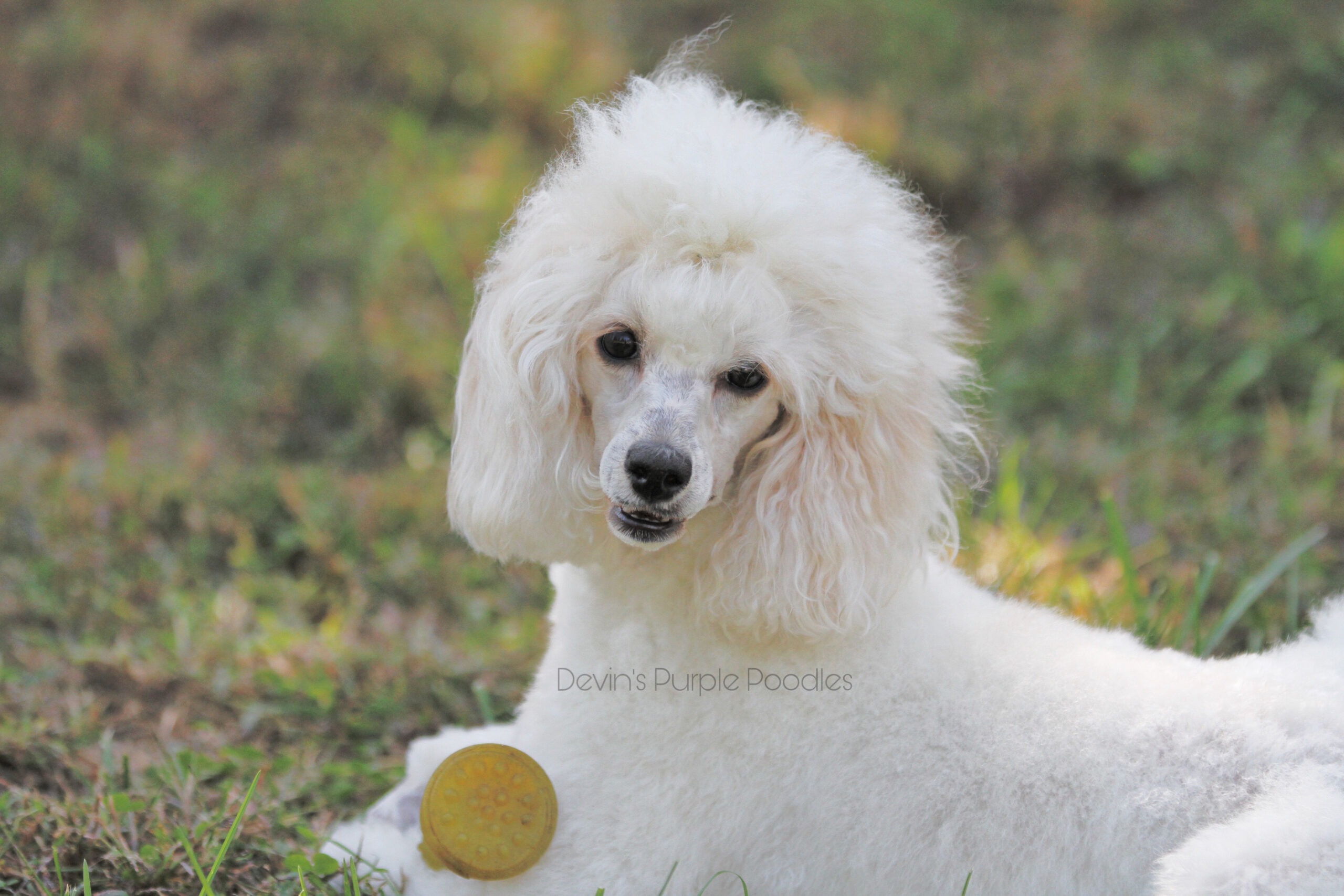 Devins Purple Poodles mini poodle miniature puppies for sale toy Nebraska Omaha adopt don't shop breeder health tested titled parents white parti cream phantom