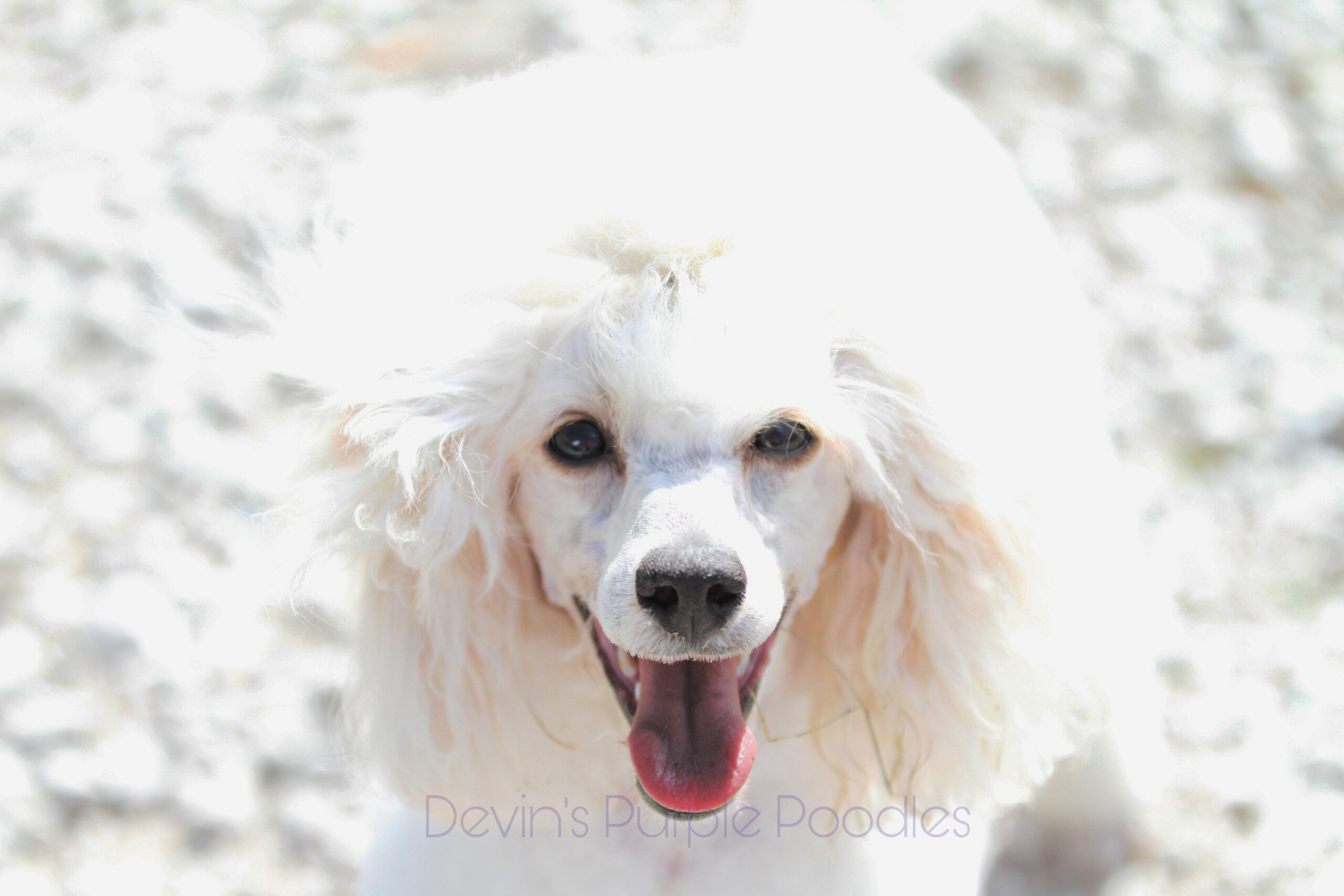 Devins purple poodles miniature poodles toy parti phantom multicolor white cream Nebraska puppies breeder health tested reputable ofa akc ukc registered