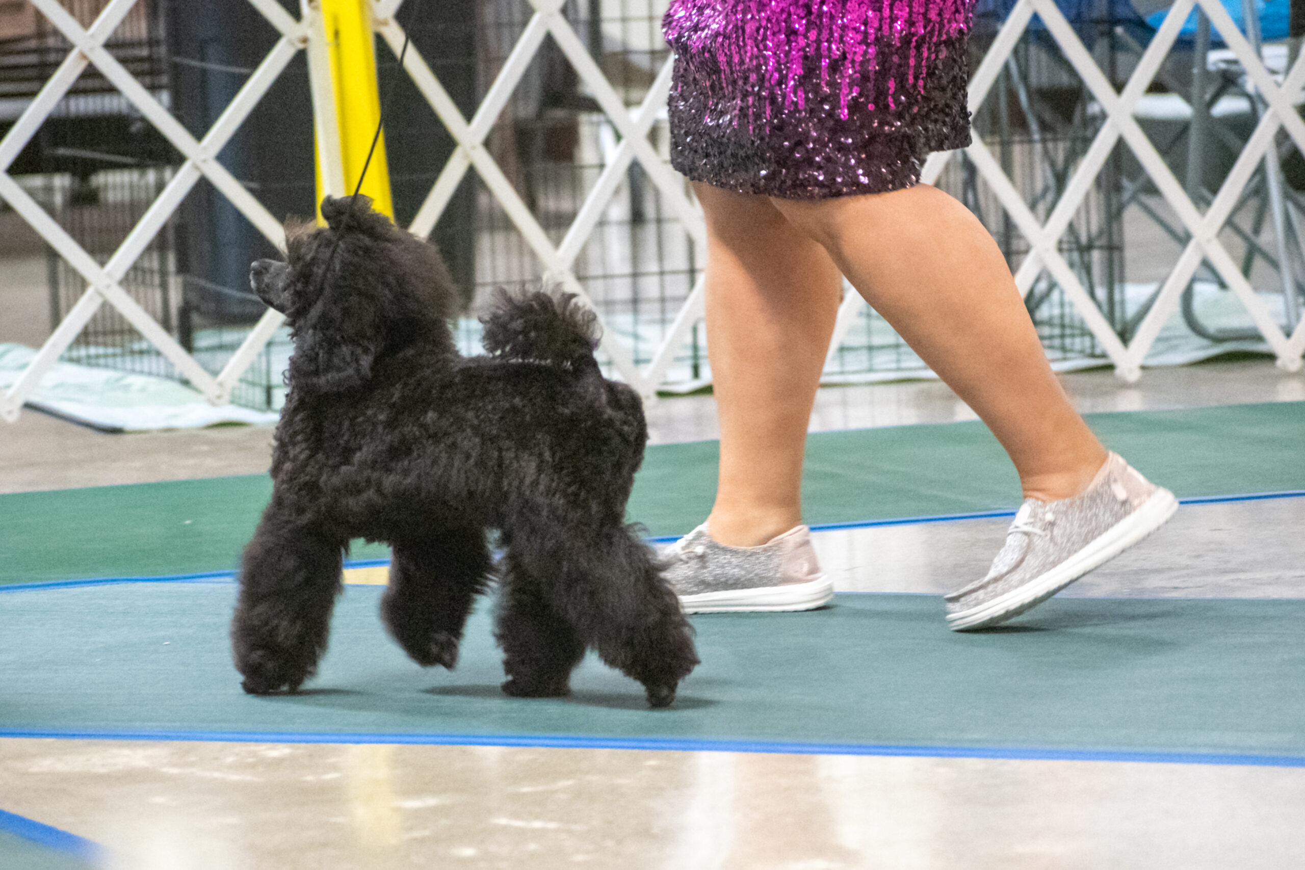 Devins Purple Poodles mini poodle miniature puppies for sale toy Nebraska Omaha adopt don't shop breeder health tested titled parents white parti cream phantom