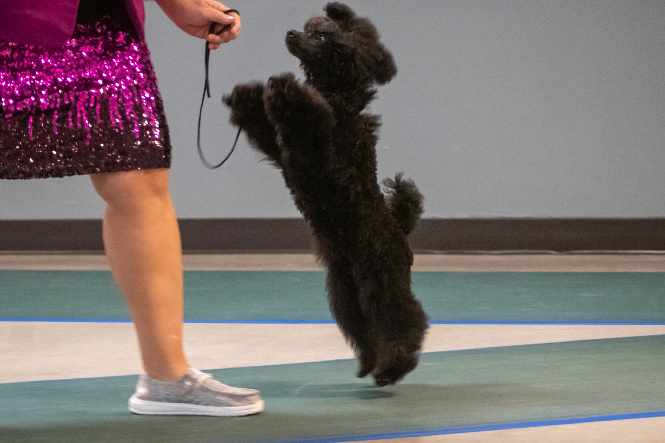 devins purple poodles for sale in Nebraska blue poodle show dog breeder puppies 