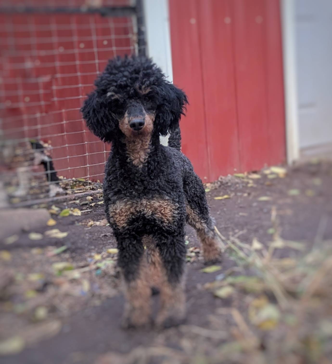 Poodle Rescue Adults for sale Omaha Nebraska Council Bluffs IA NE Iowa Silver Cream older looking for homes Devin's Purple Poodles