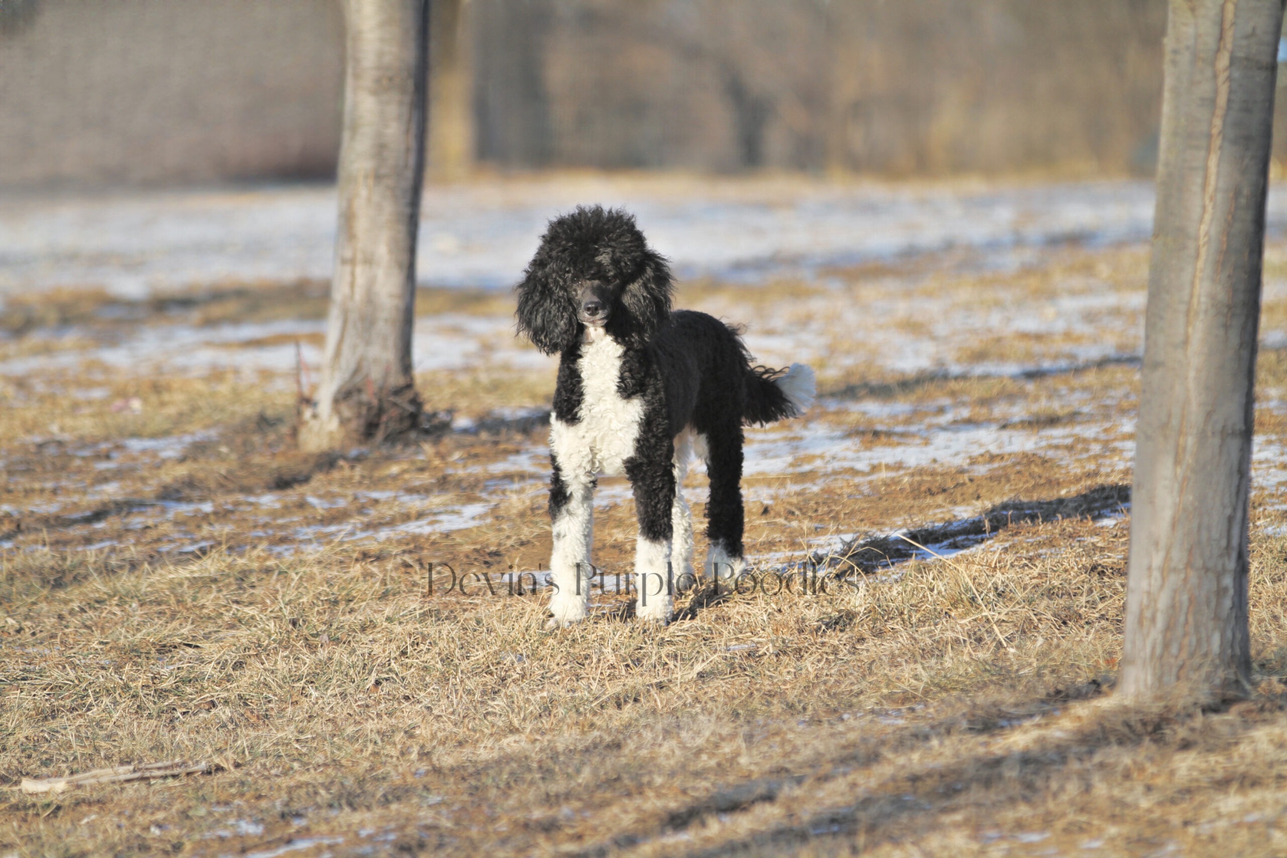 Devins Purple Poodles mini poodle miniature puppies for sale toy Nebraska Omaha adopt don't shop breeder health tested titled parents white parti cream phantom