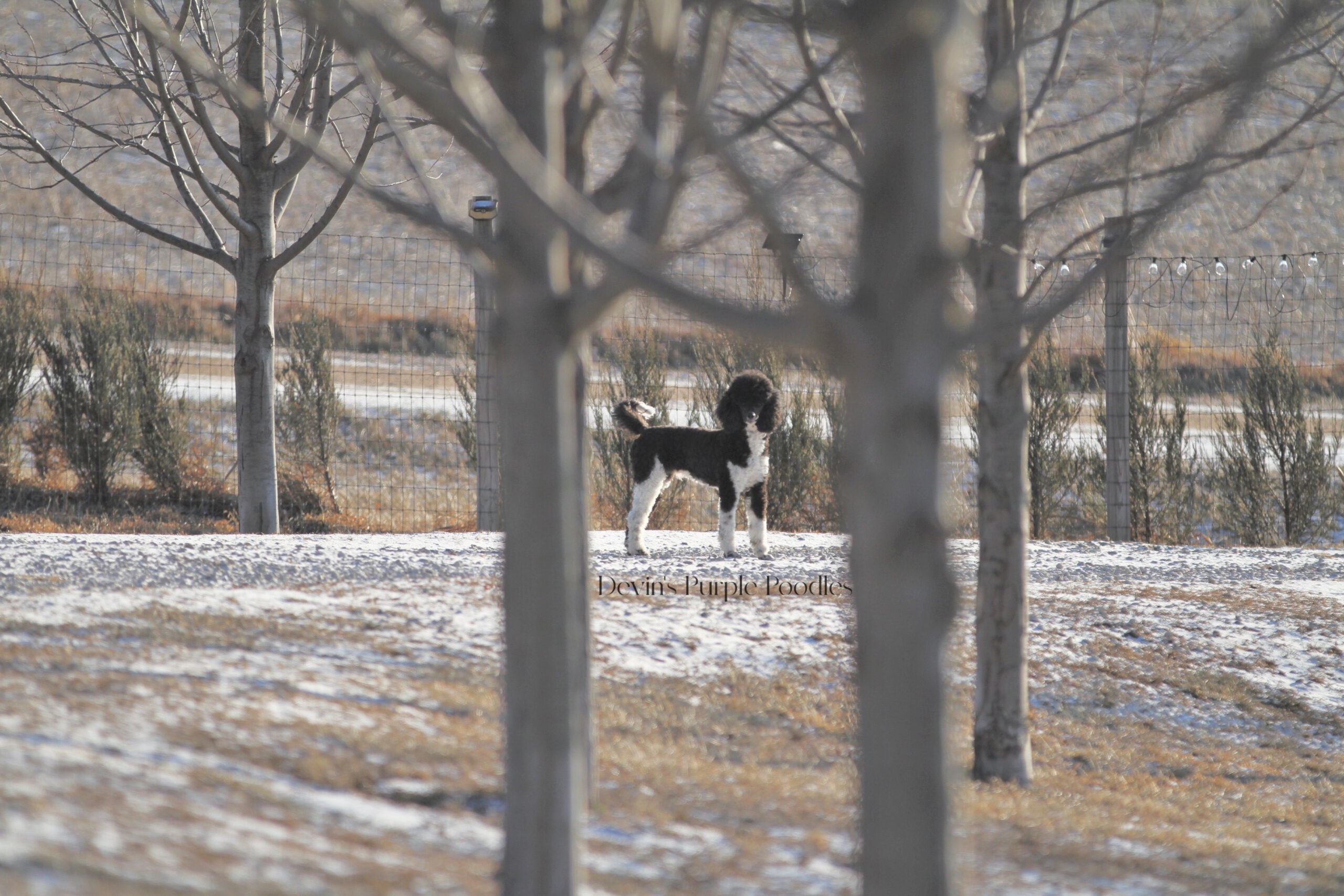 Devins purple poodles miniature poodles toy parti phantom multicolor white cream Nebraska puppies breeder health tested reputable ofa akc ukc registered
