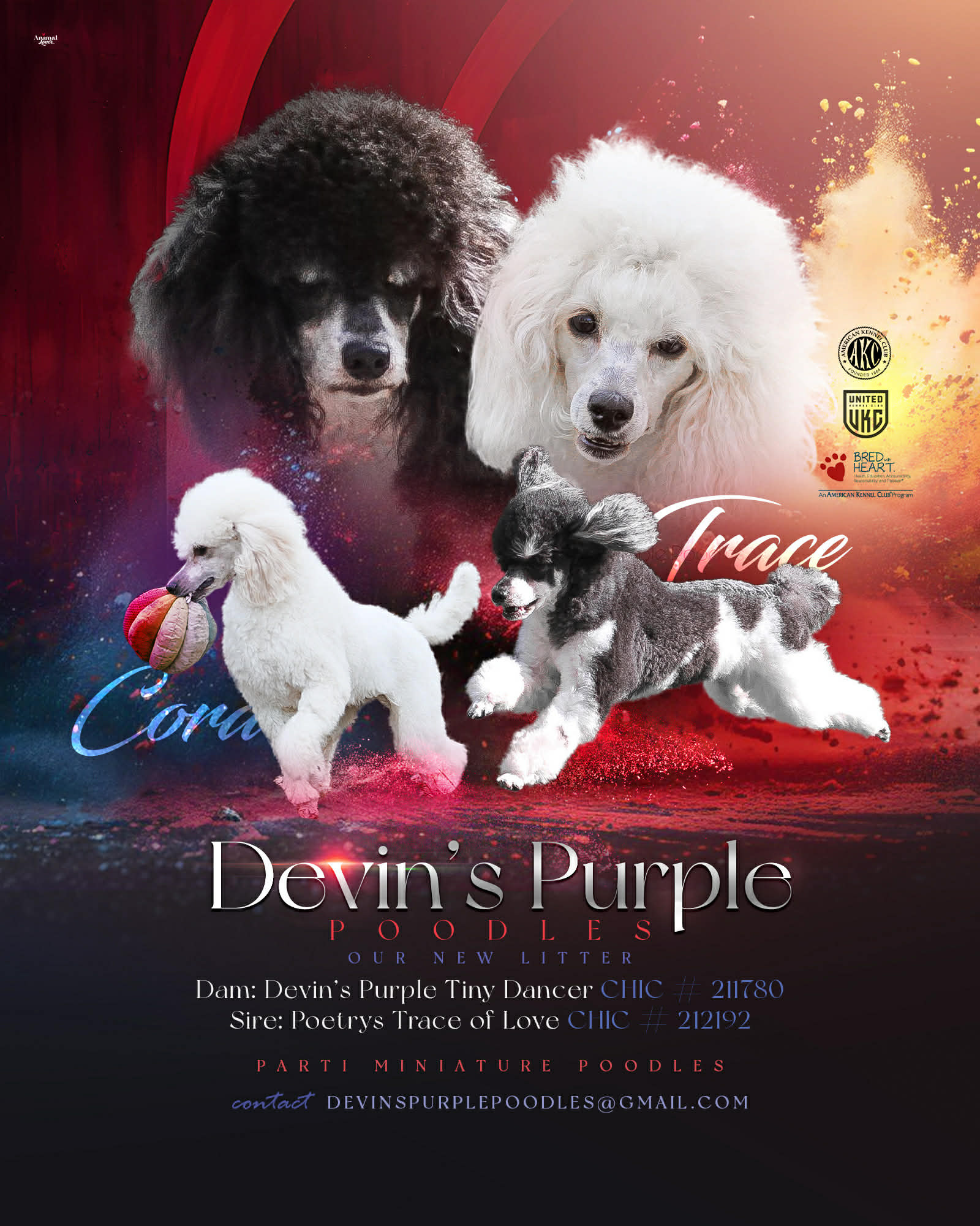 Devins Purple Poodles puppies for sale in Nebraska standard mini toy adult adopt don't shop litter announment Parti sable black blue
