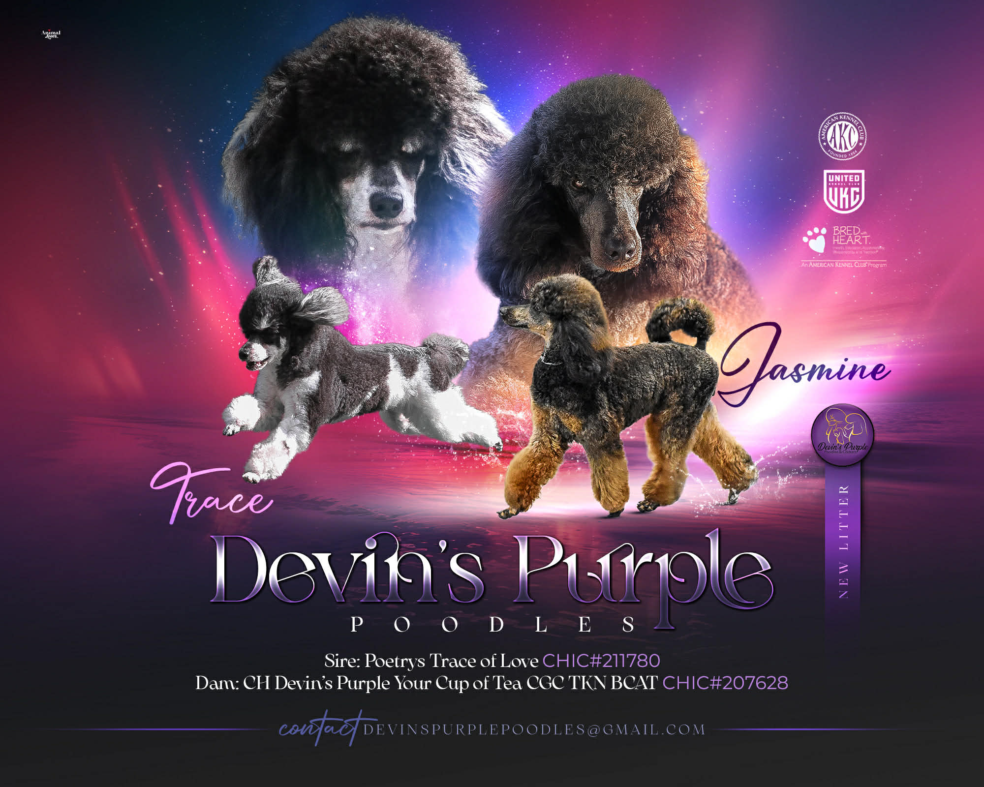 Devins Purple Poodles puppies for sale in Nebraska standard mini toy adult adopt don't shop litter announment Parti sable black blue