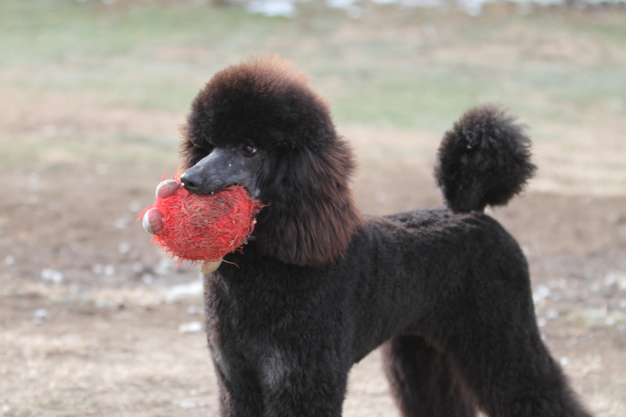 devins purple poodles for sale in Nebraska standard mini toy adopt parti 