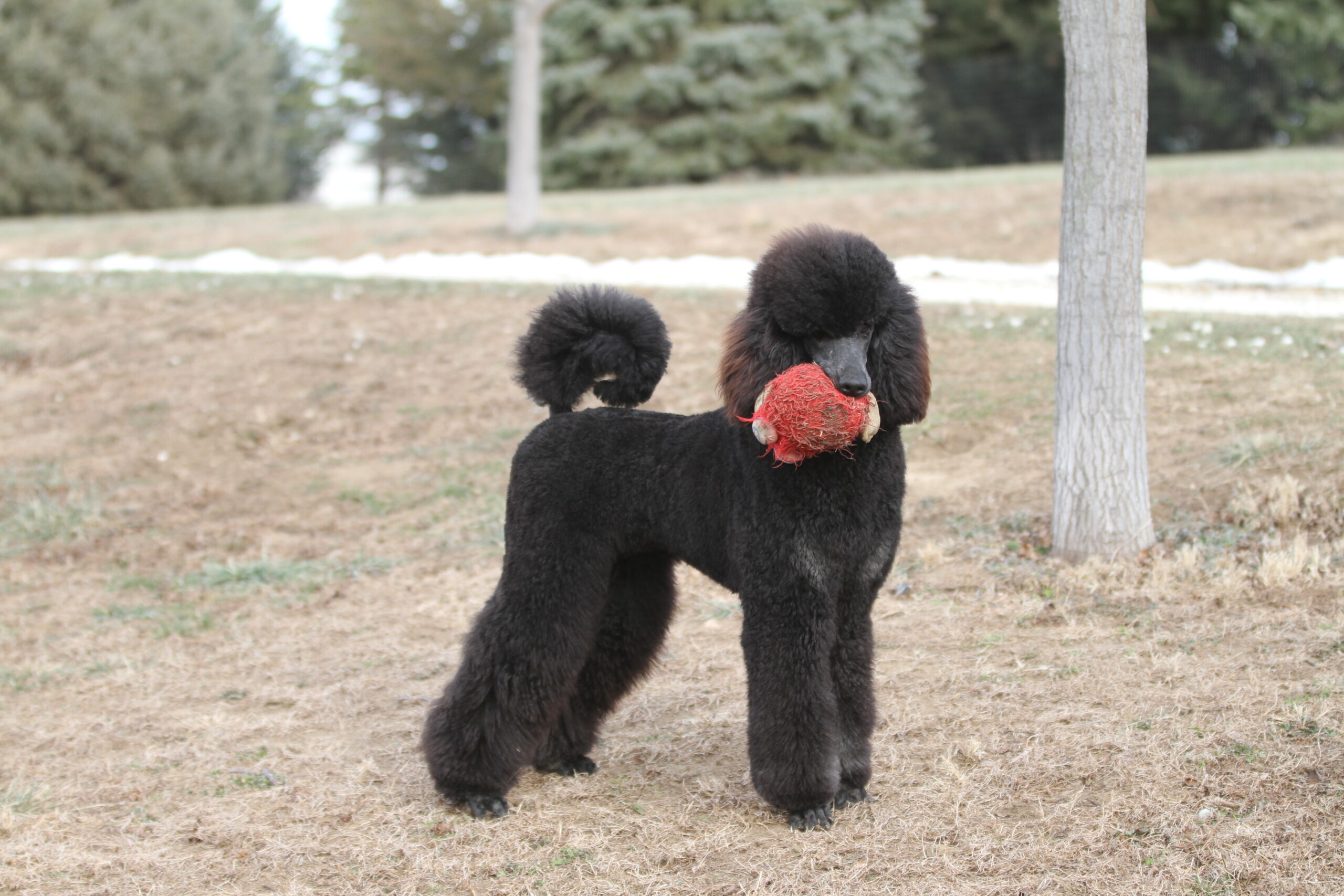 devins purple poodles for sale in Nebraska standard mini toy adopt parti 