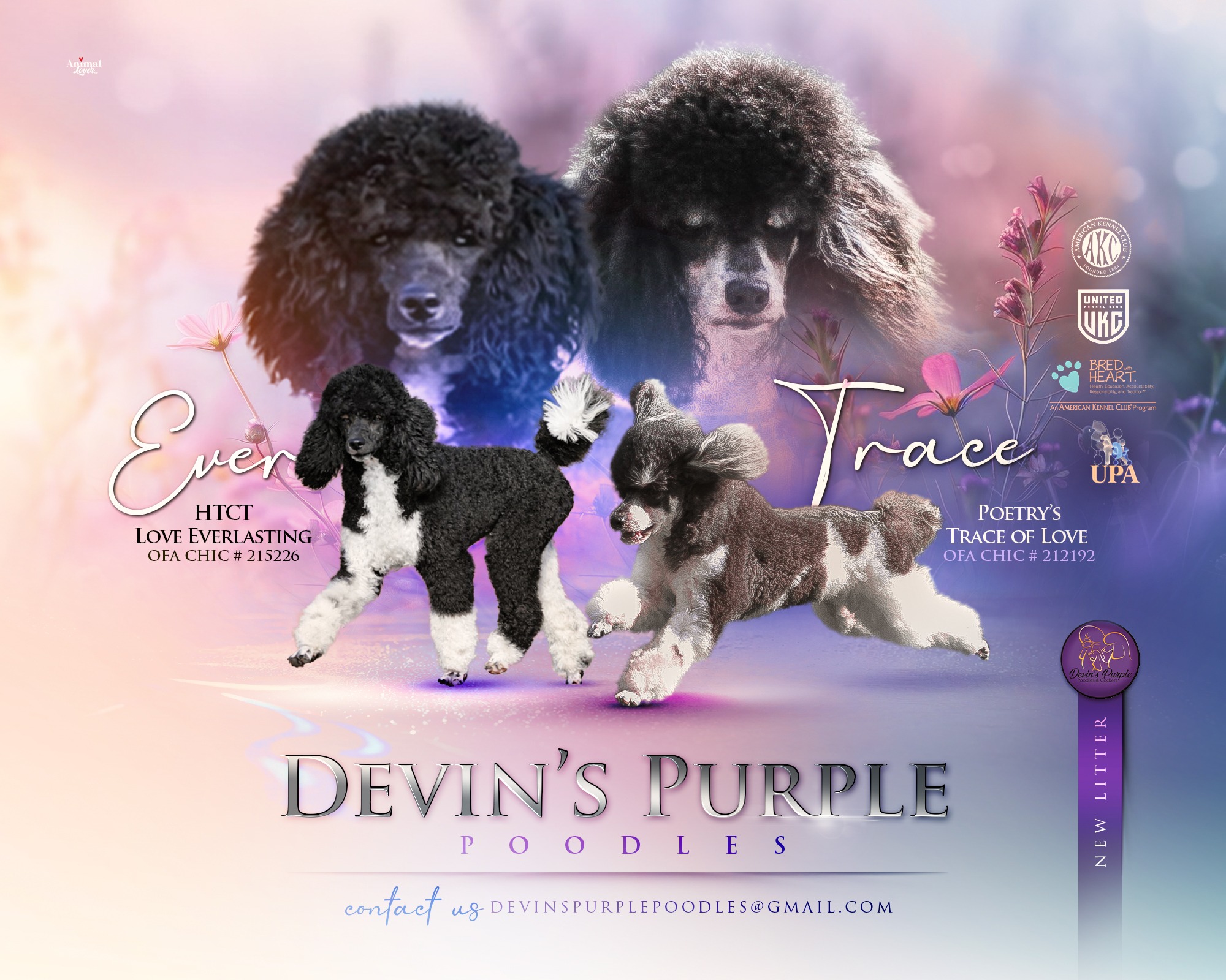 Devin's Purple Poodles Black and White tuxedo parti moyen miniature toy adult puppies for sale in Nebraska health tested parents