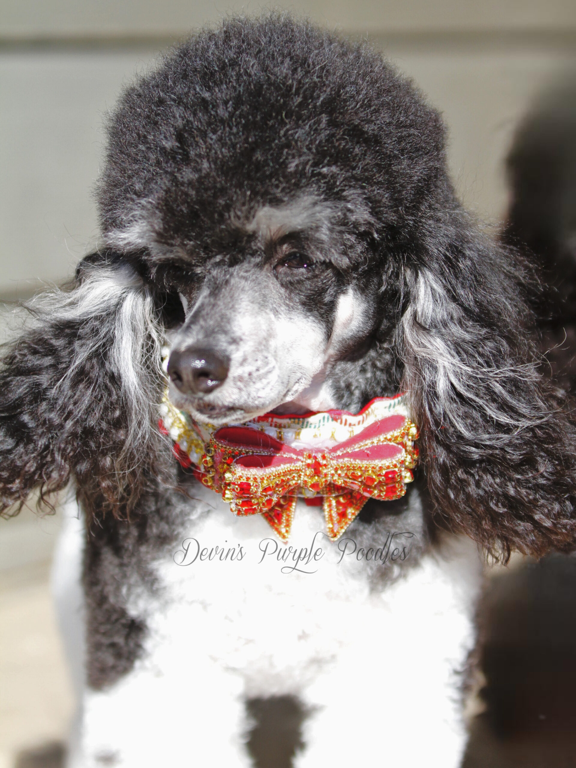 Devins Purple Poodles for sale near Omaha Nebraska toy miniature parti phantom puppies doodle stud poodle 