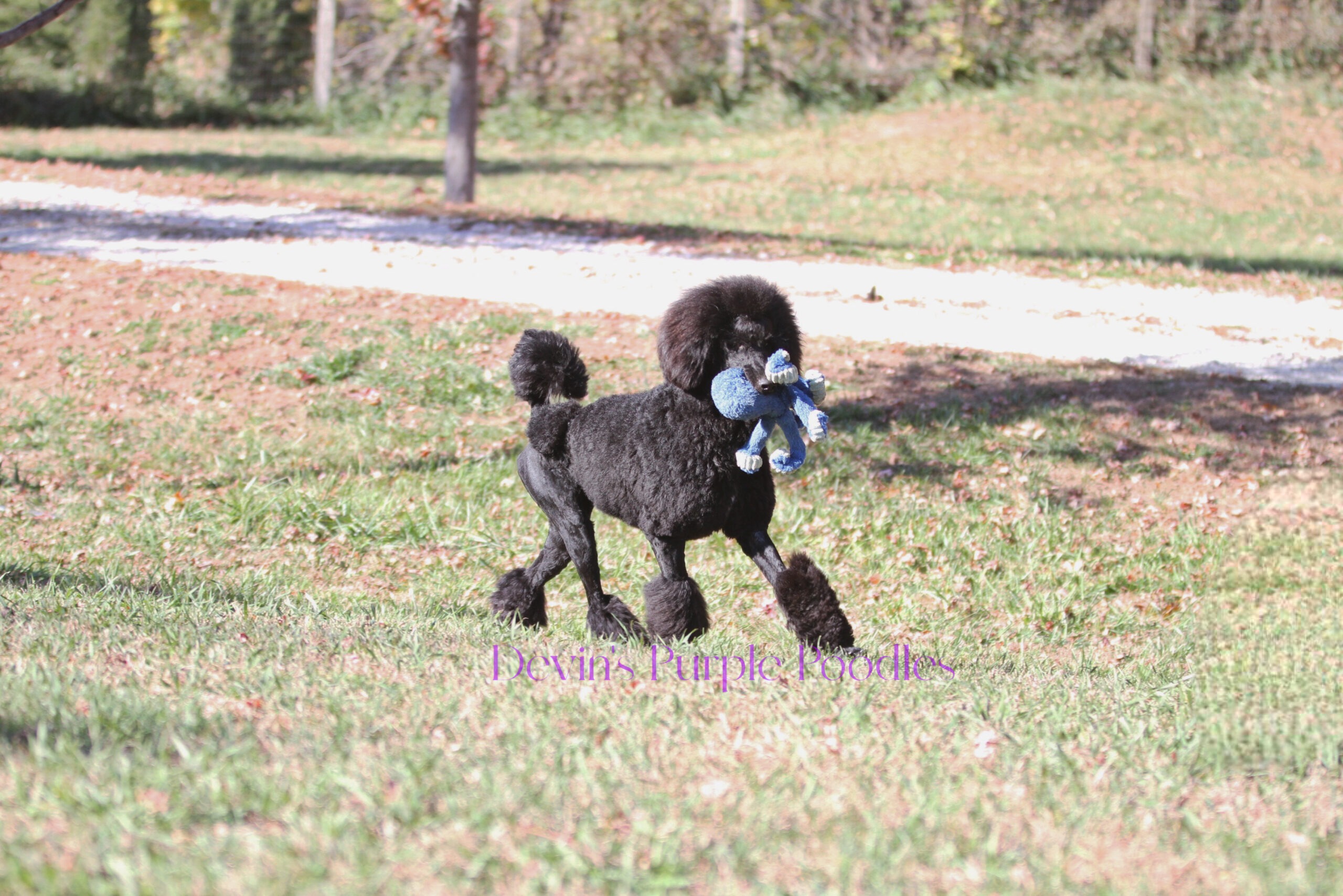 devins purple poodles for sale in Nebraska standard mini toy adopt parti 