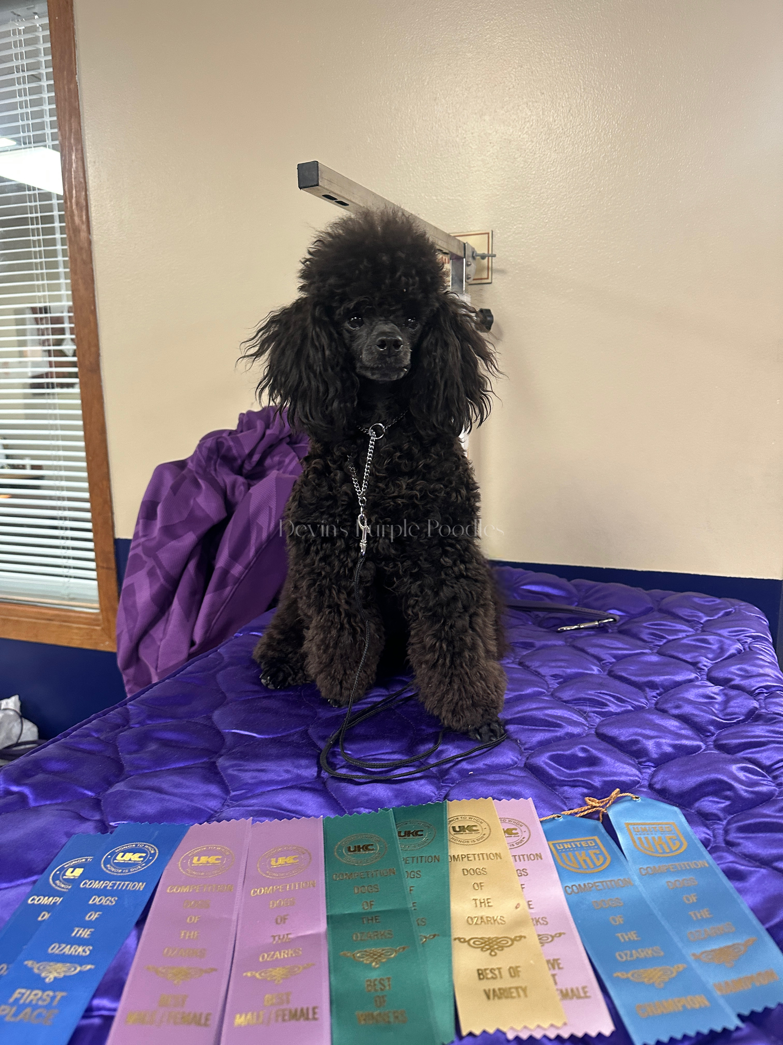 devins purple poodles for sale in Nebraska standard mini toy adopt parti 