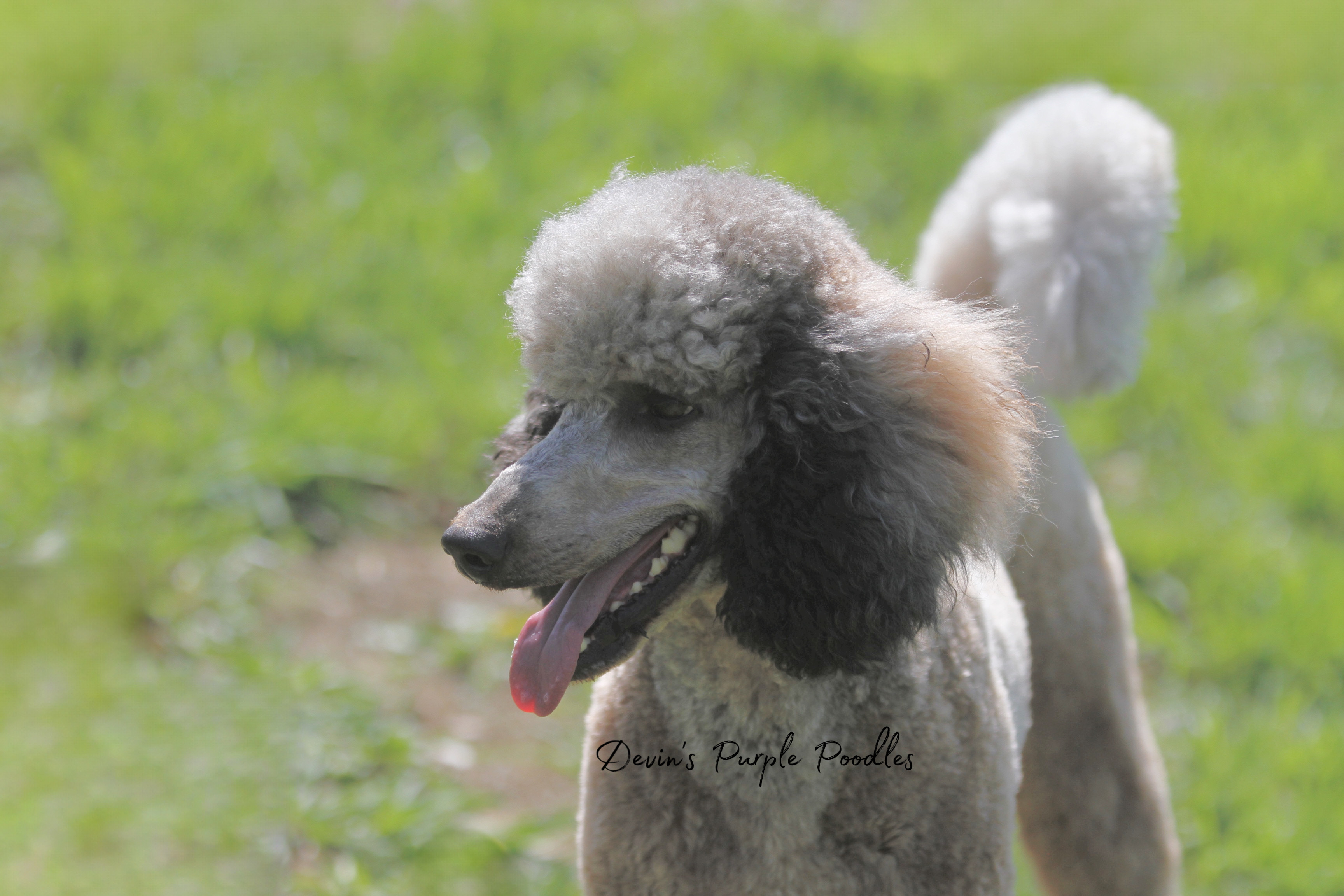 devins purple poodles for sale in Nebraska standard mini toy adopt parti 