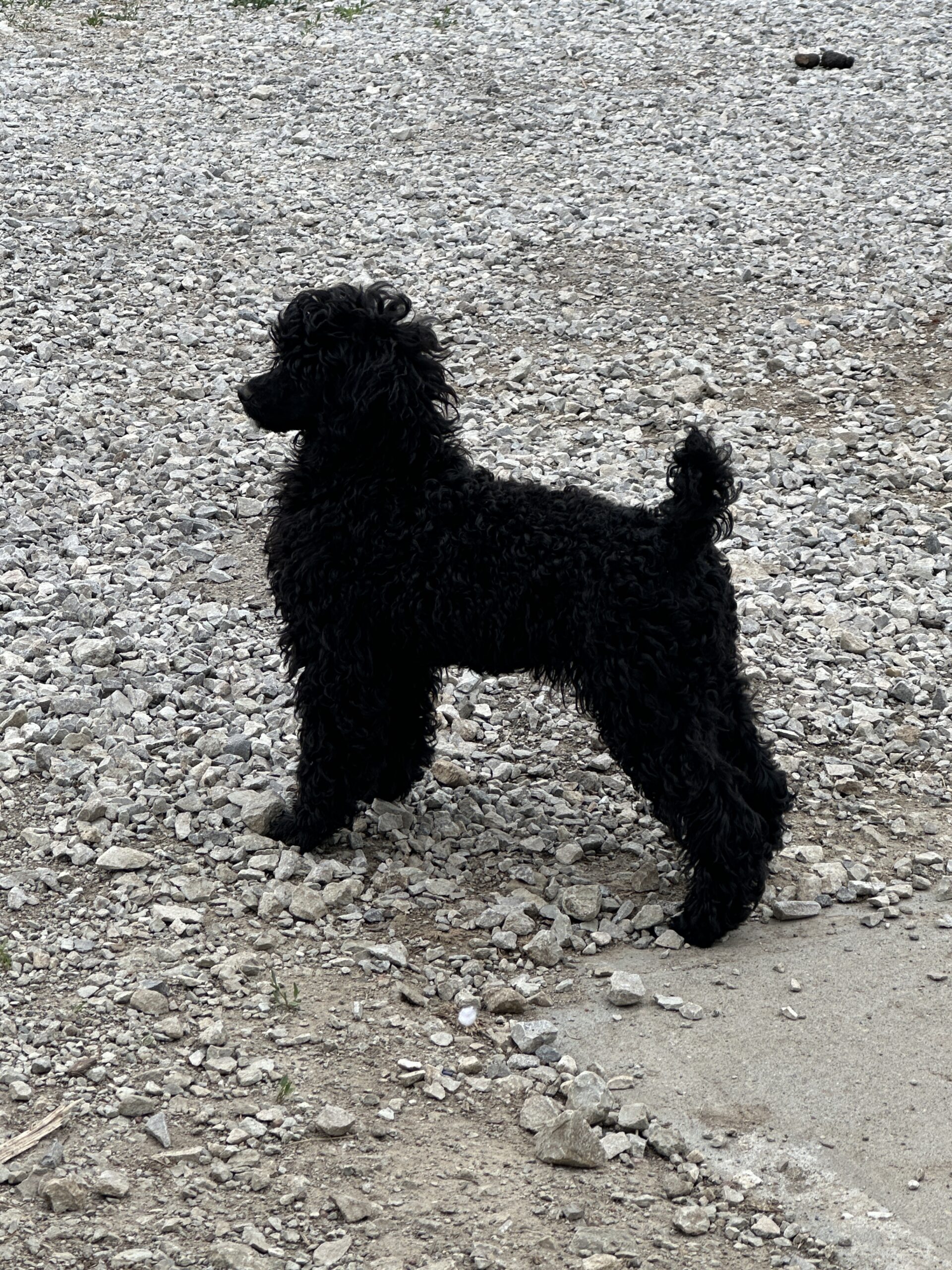 devins purple poodles for sale in Nebraska standard mini toy adopt parti 