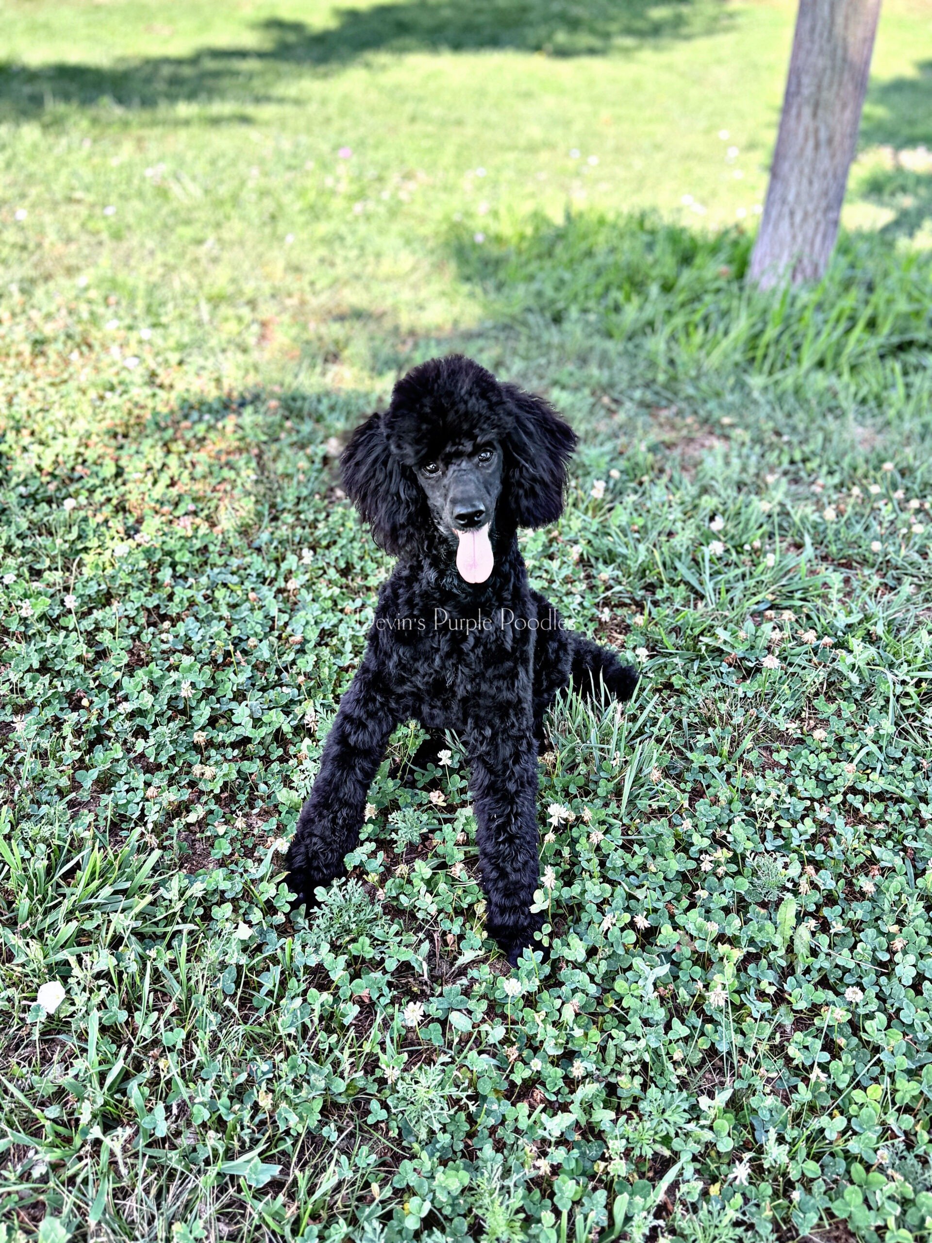 Black Miniature poodle puppy Devins purple poodles mini toy adult for sale breeder 