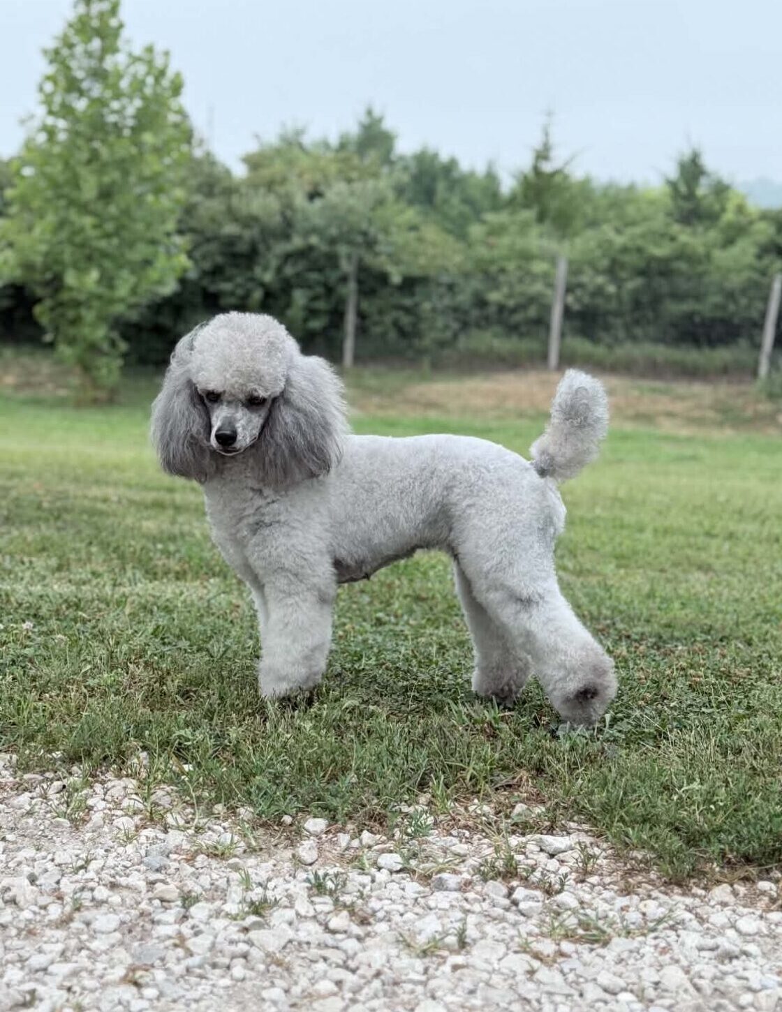 Devins Purple Poodles mini poodle miniature puppies for sale toy Nebraska Omaha adopt don't shop breeder health tested titled parents white parti cream phantom