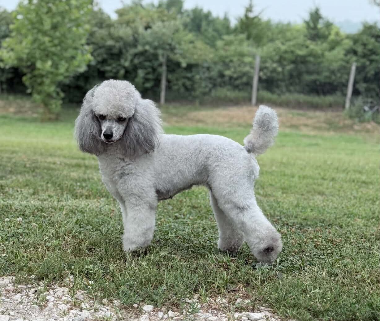 Devins purple poodles miniature poodles toy parti phantom multicolor white cream Nebraska puppies breeder health tested reputable ofa akc ukc registered